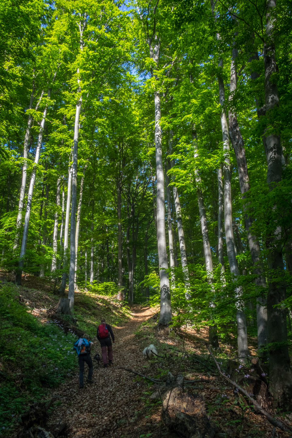 Jelení vrch z Medzeva (Slovenský kras)