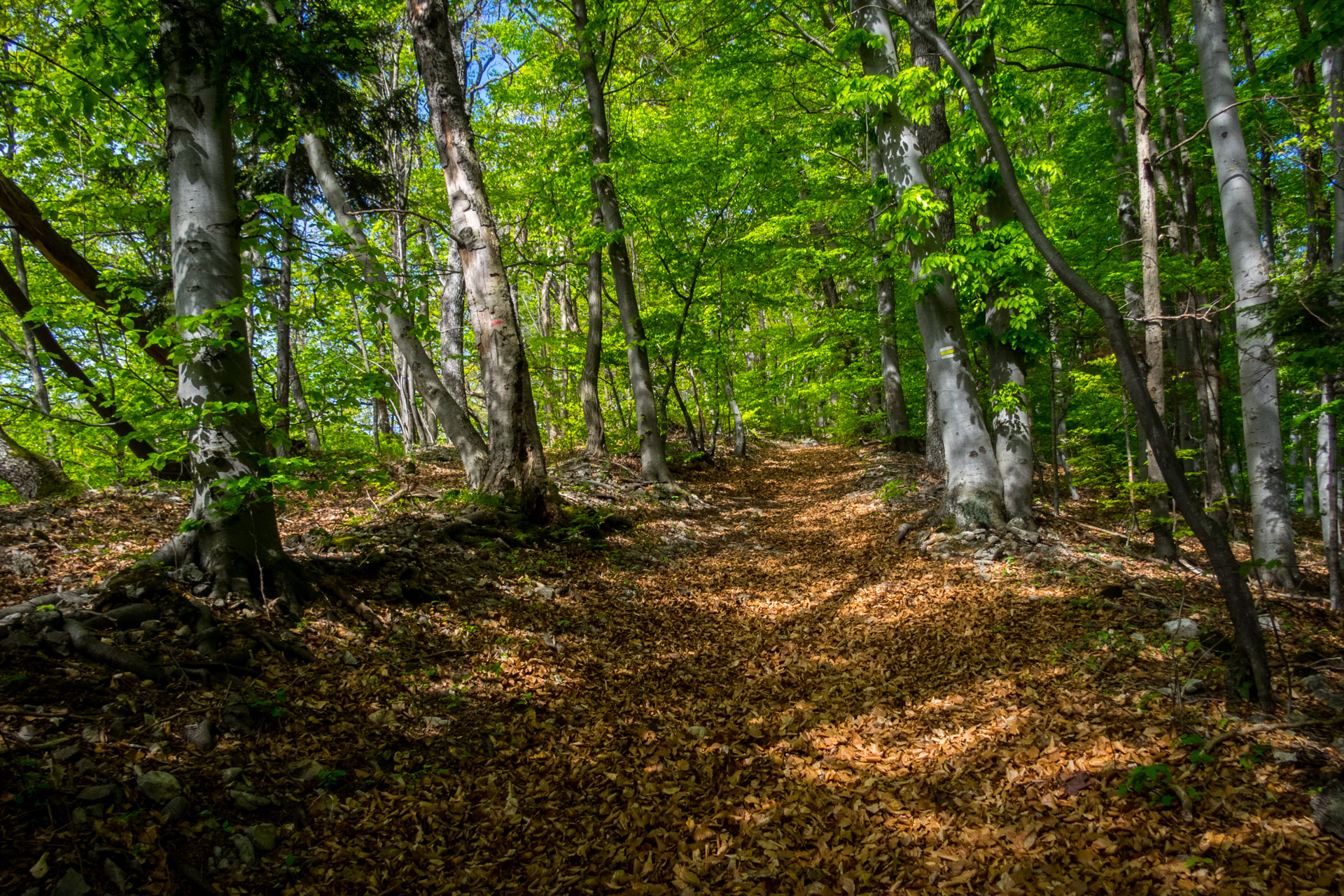 Jelení vrch z Medzeva (Slovenský kras)