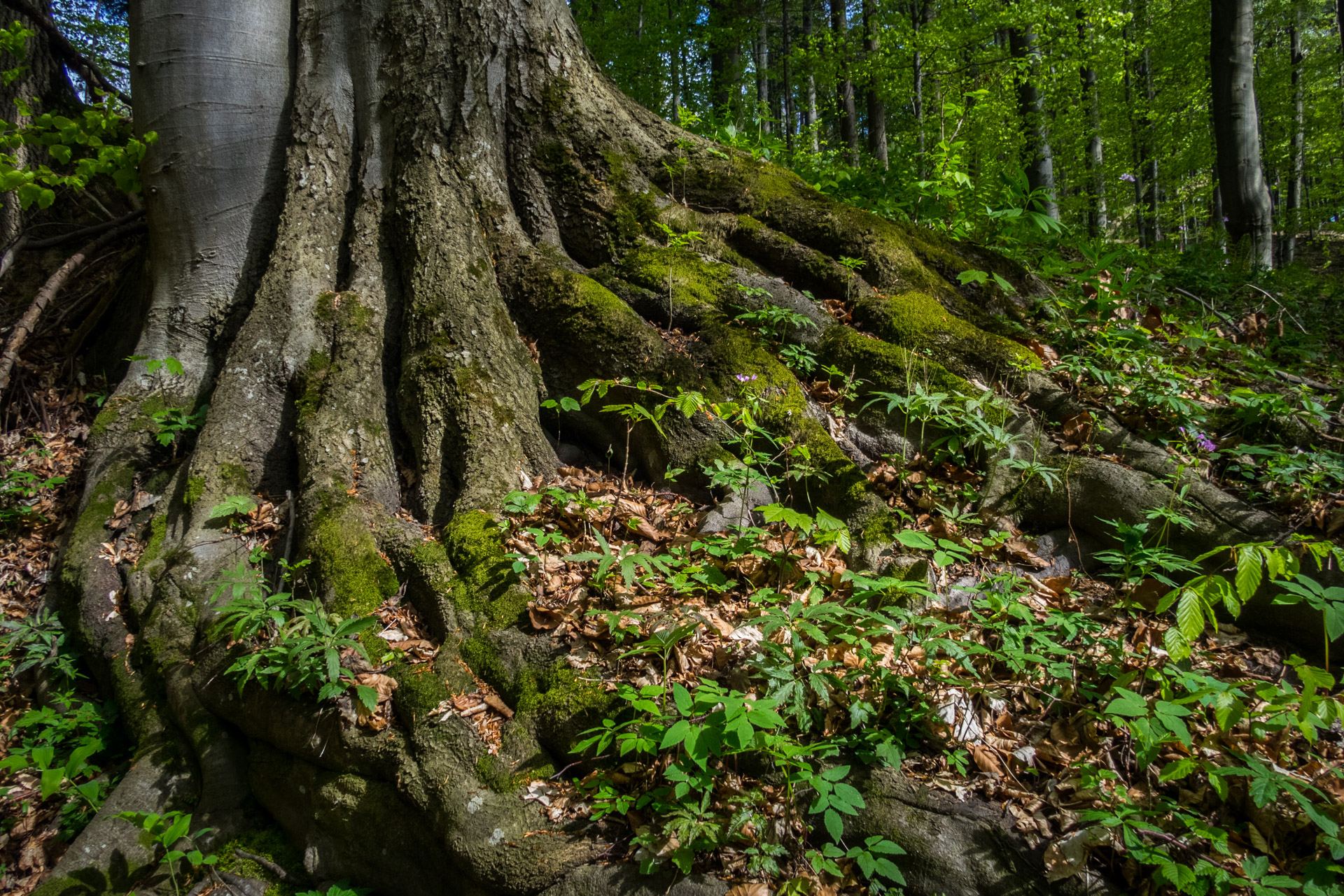 Jelení vrch z Medzeva (Slovenský kras)