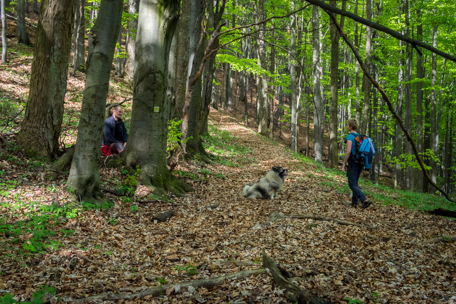 Jelení vrch z Medzeva (Slovenský kras)