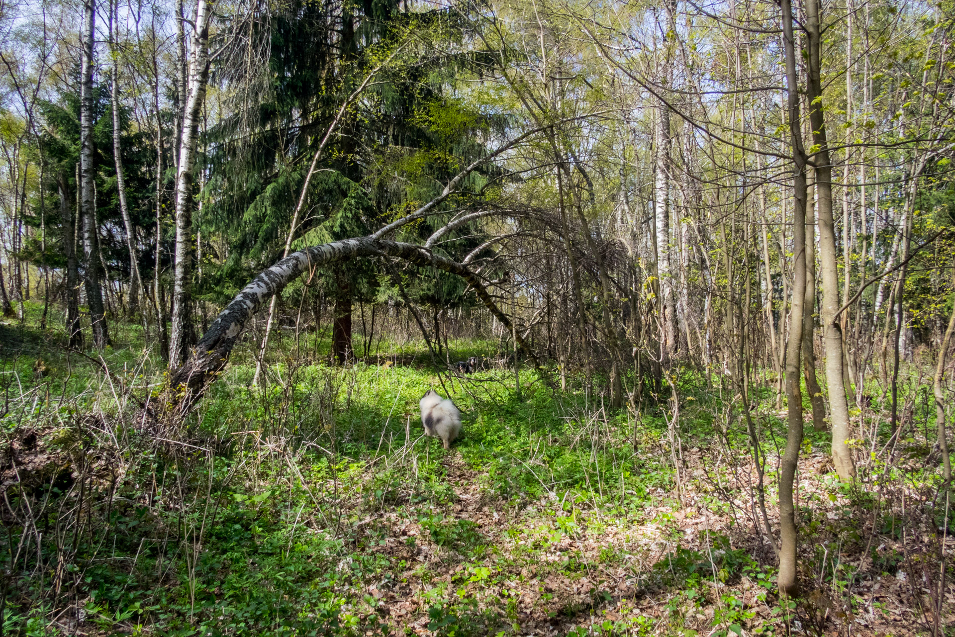 Jelení vrch z Medzeva (Slovenský kras)