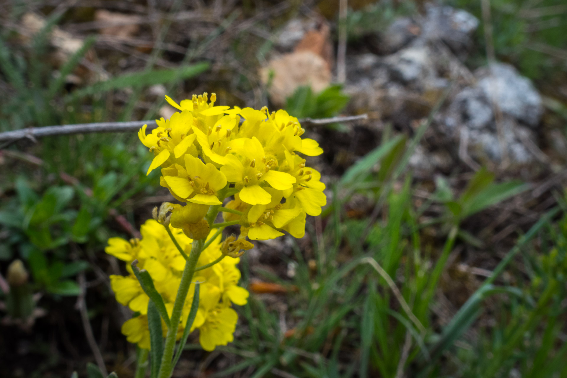 Jelení vrch z Medzeva (Slovenský kras)