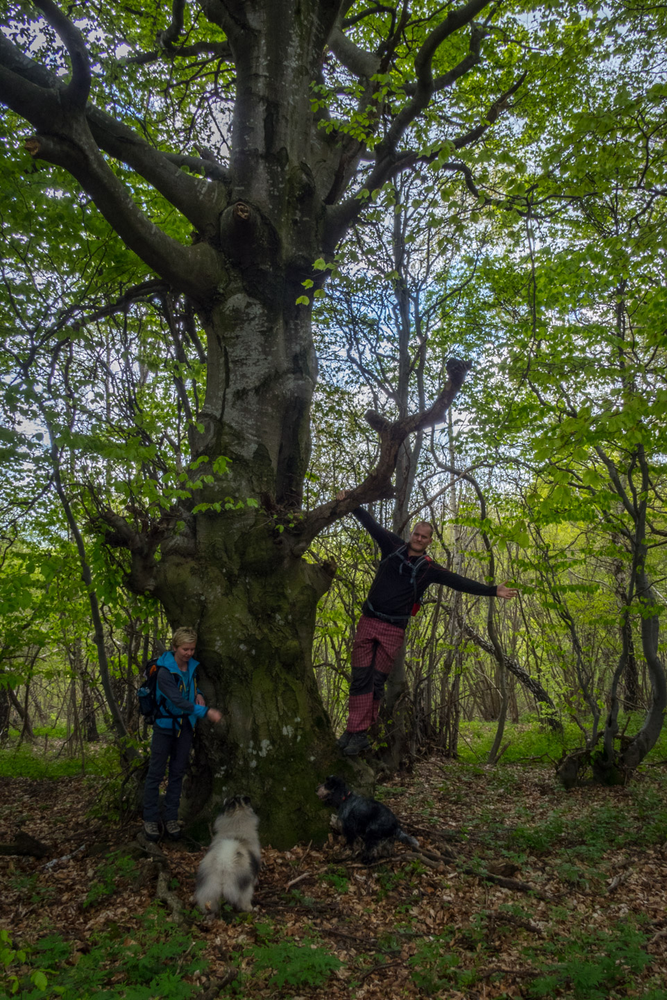 Jelení vrch z Medzeva (Slovenský kras)