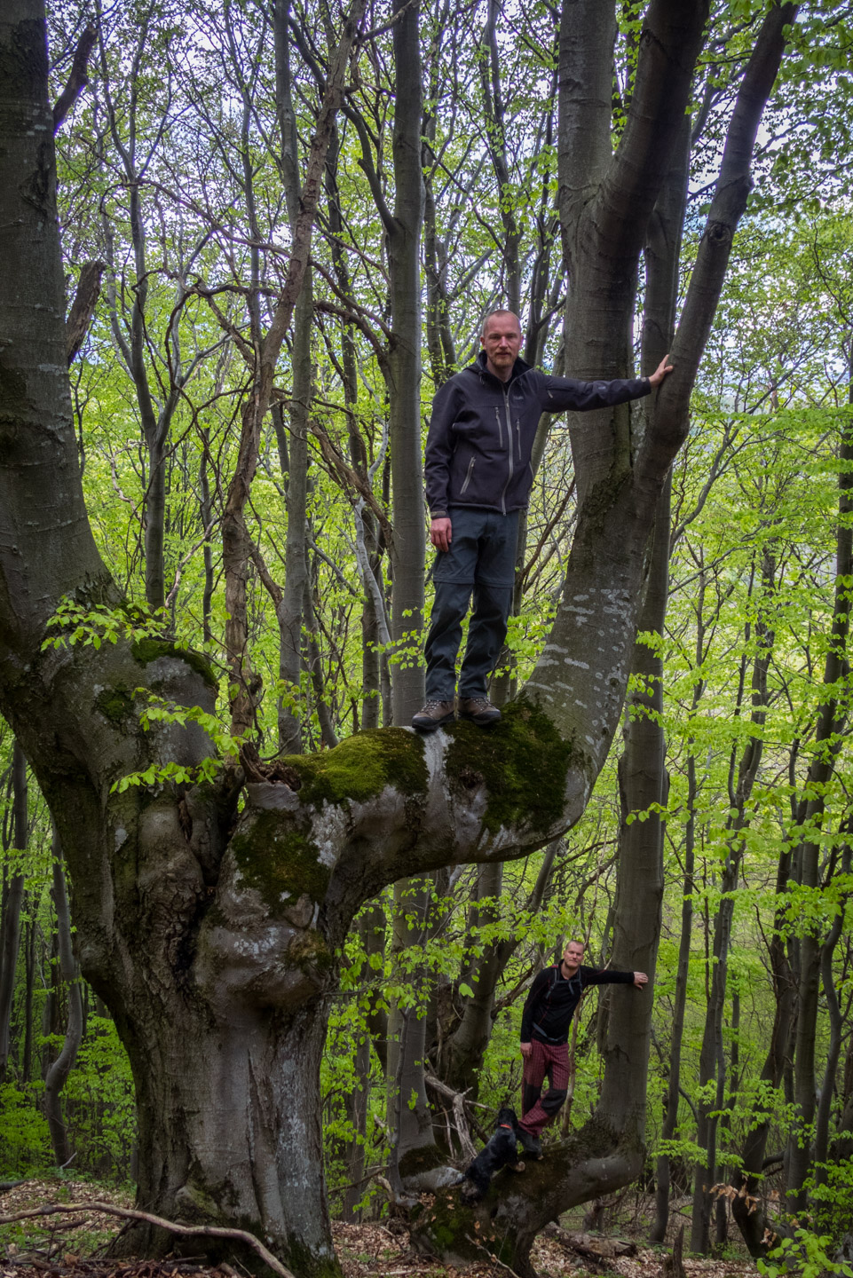 Jelení vrch z Medzeva (Slovenský kras)