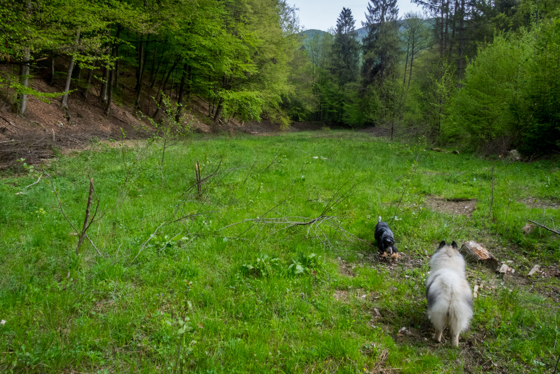 Jelení vrch z Medzeva (Slovenský kras)