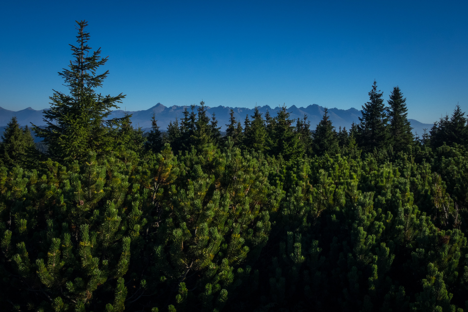 Kráľova hoľa z Andrejcovej (Nízke Tatry)