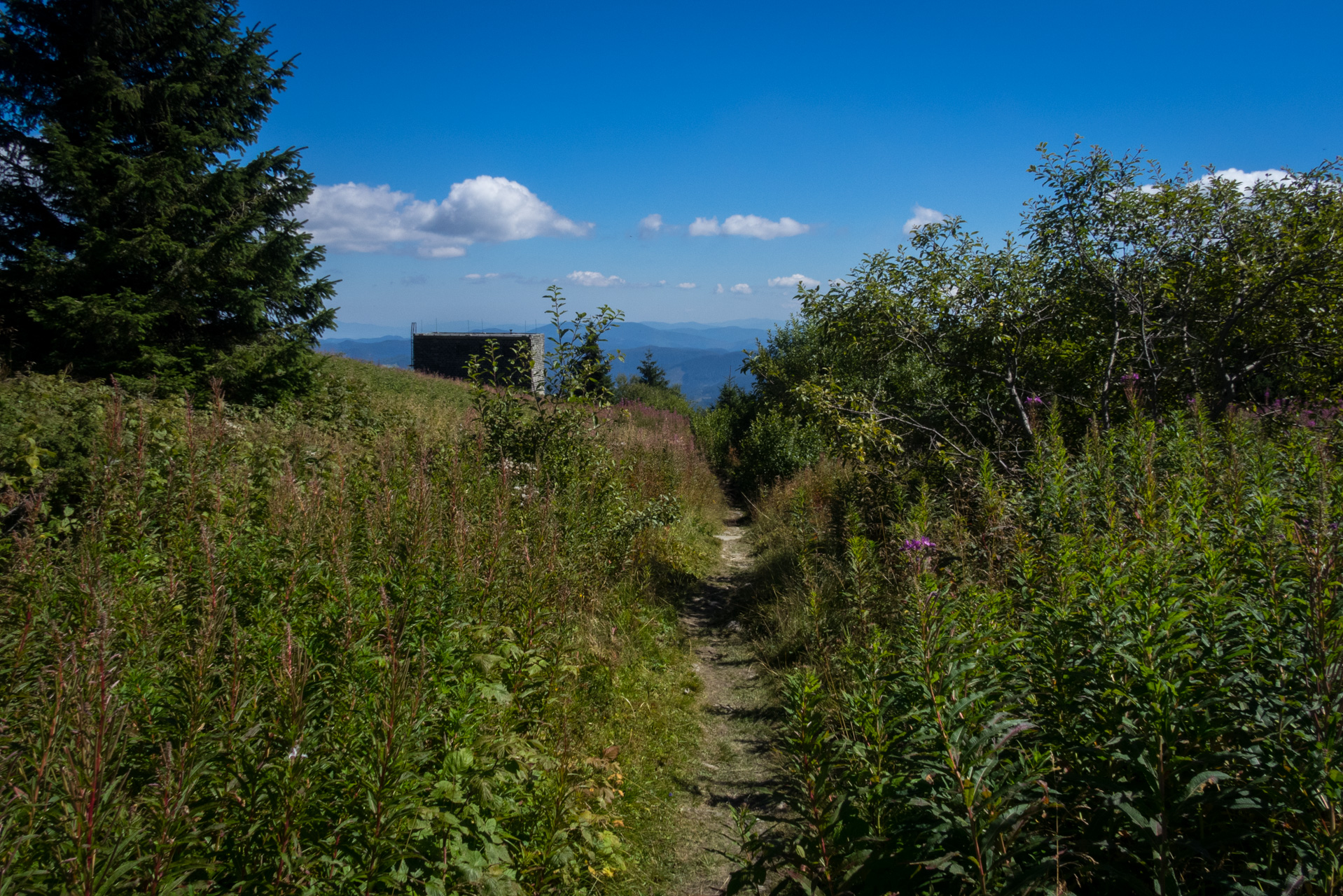 Kráľova hoľa z Andrejcovej (Nízke Tatry)