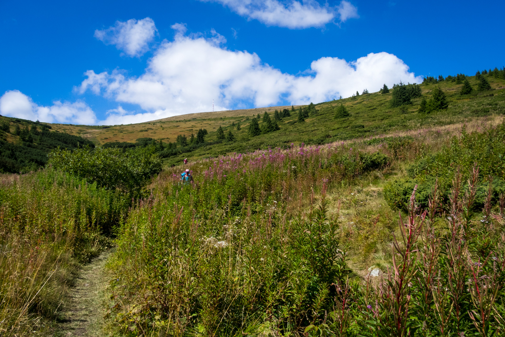 Kráľova hoľa z Andrejcovej (Nízke Tatry)