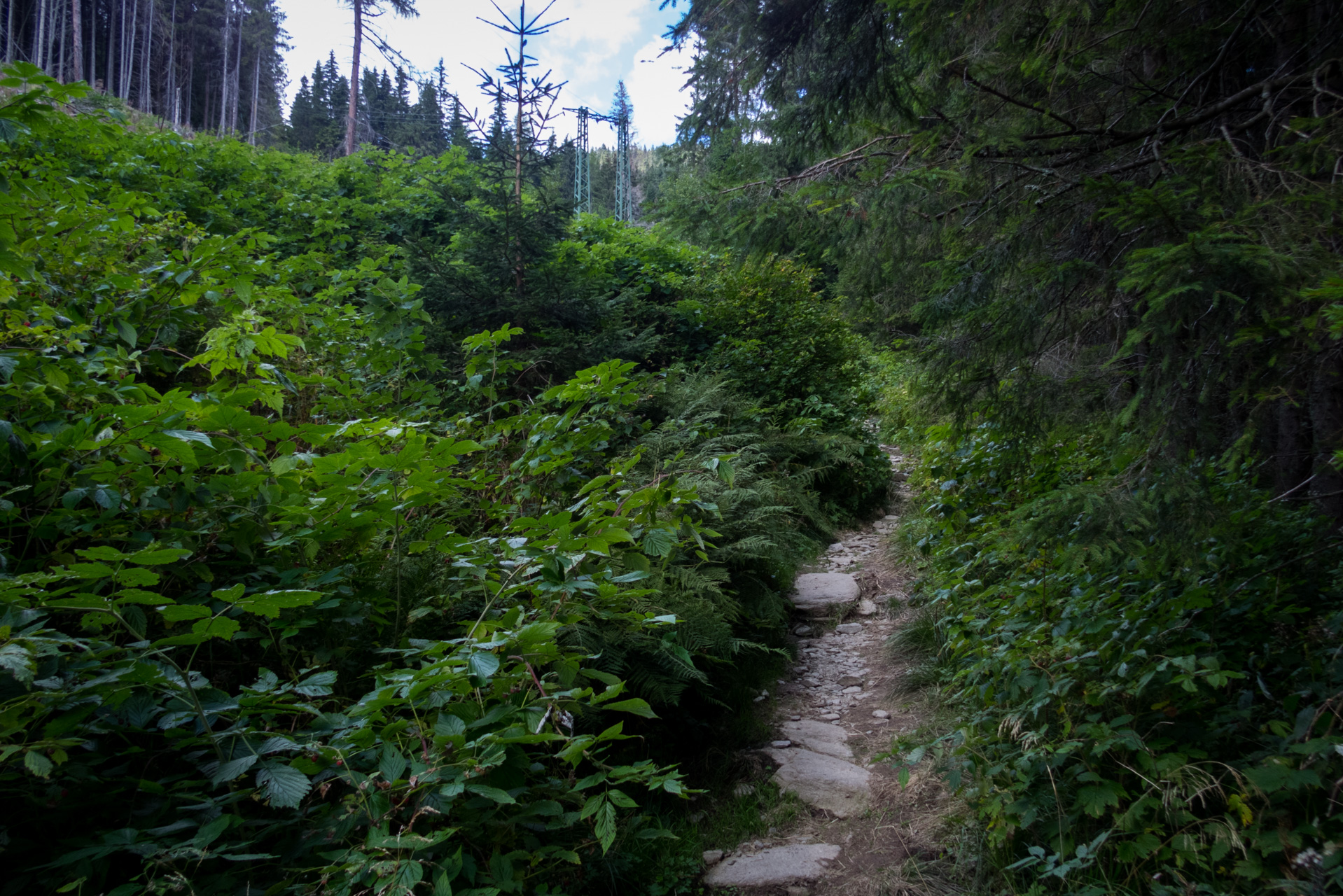 Kráľova hoľa z Andrejcovej (Nízke Tatry)