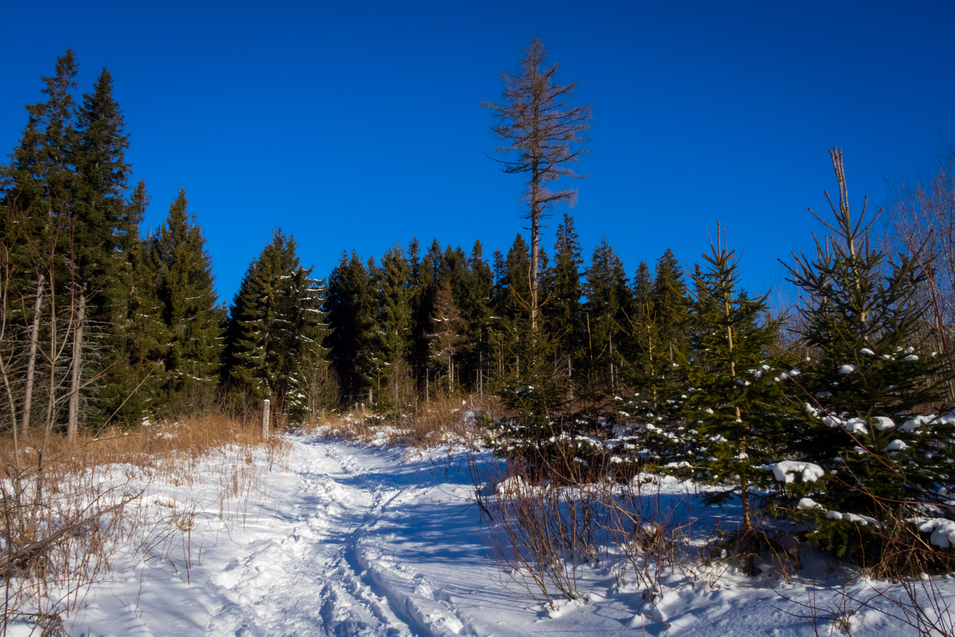 Kráľova hoľa zo Šumiaca (Nízke Tatry)