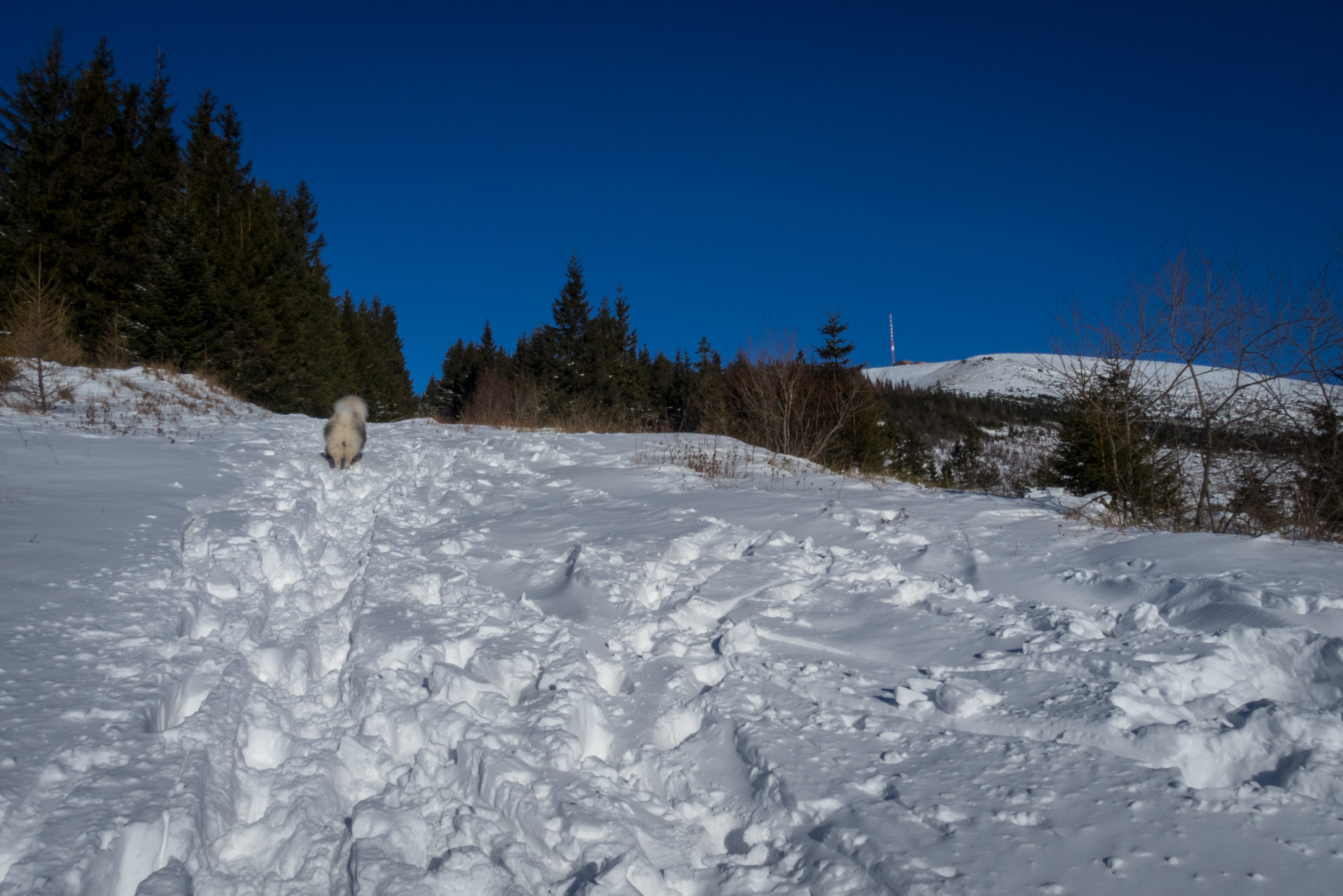 Kráľova hoľa zo Šumiaca (Nízke Tatry)