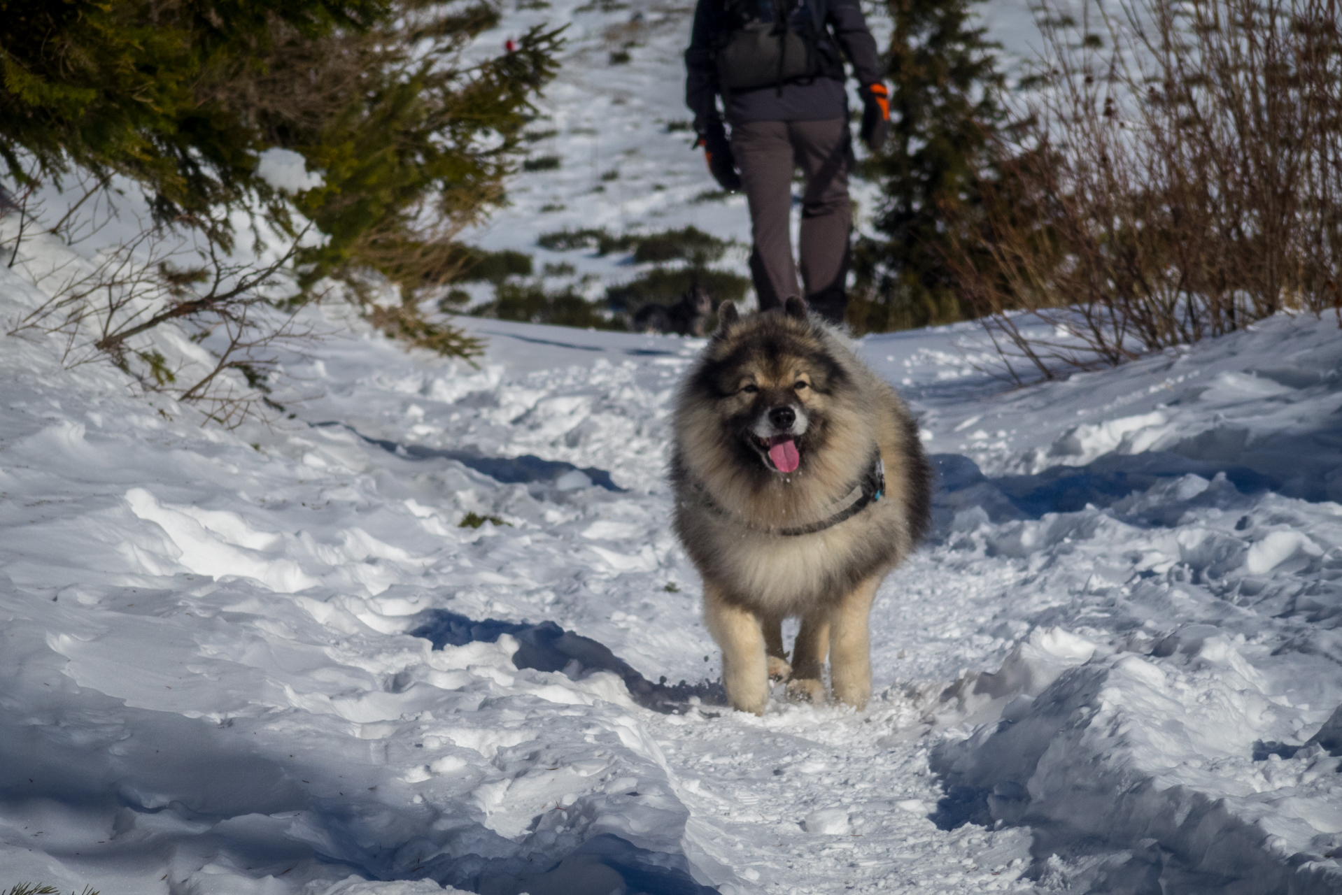 Kráľova hoľa zo Šumiaca (Nízke Tatry)