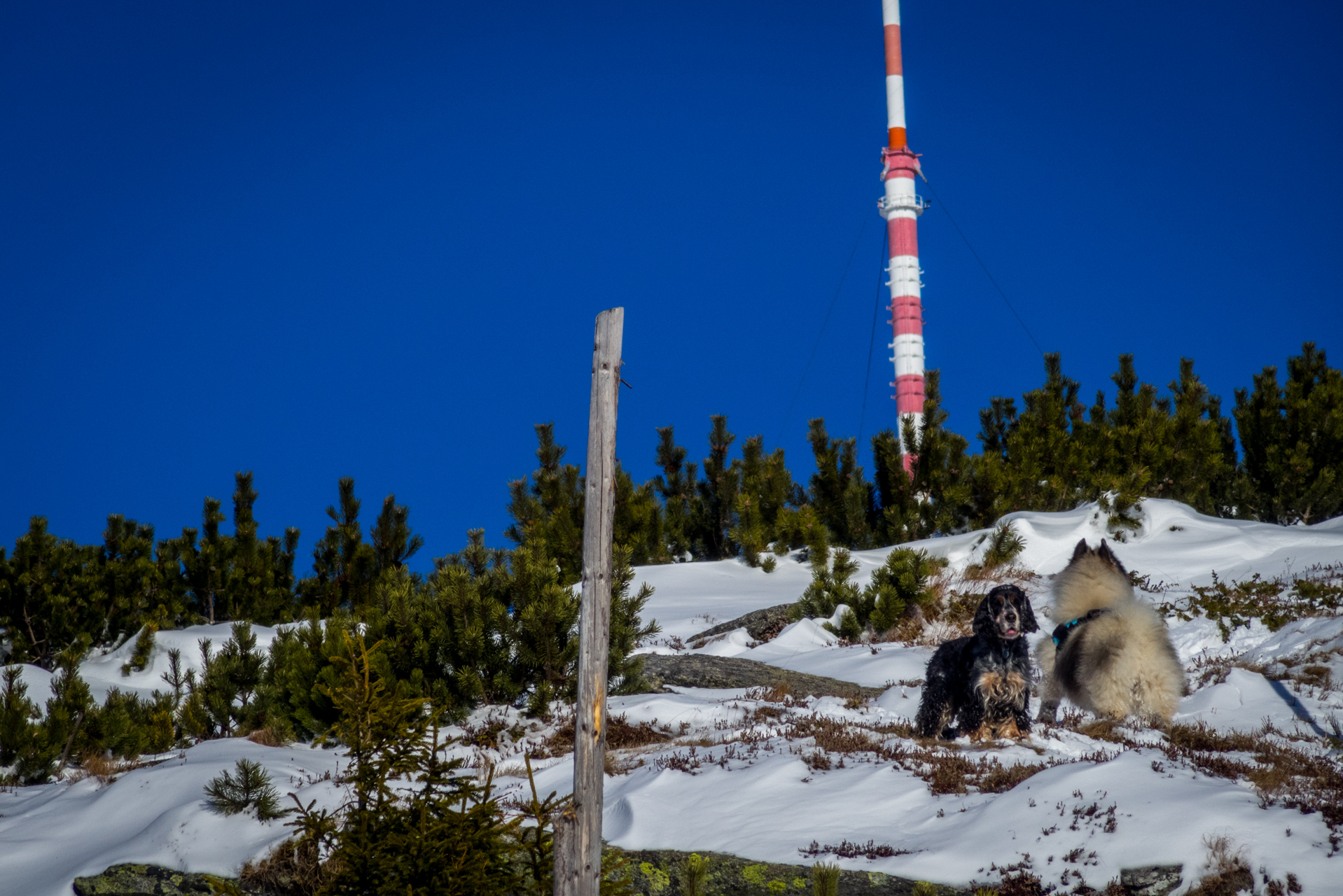 Kráľova hoľa zo Šumiaca (Nízke Tatry)