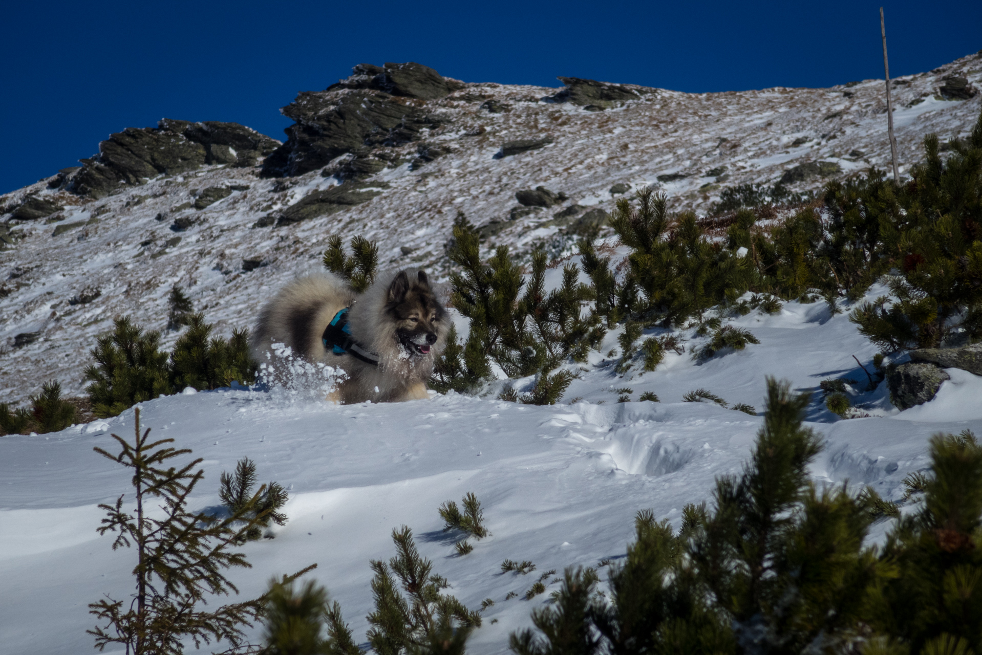 Kráľova hoľa zo Šumiaca (Nízke Tatry)