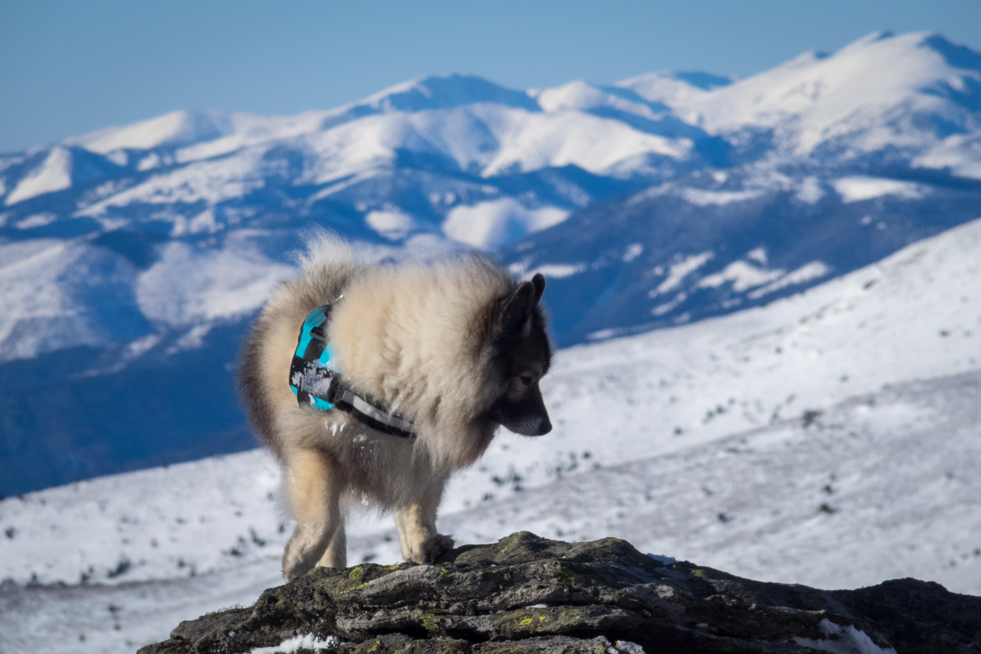 Kráľova hoľa zo Šumiaca (Nízke Tatry)