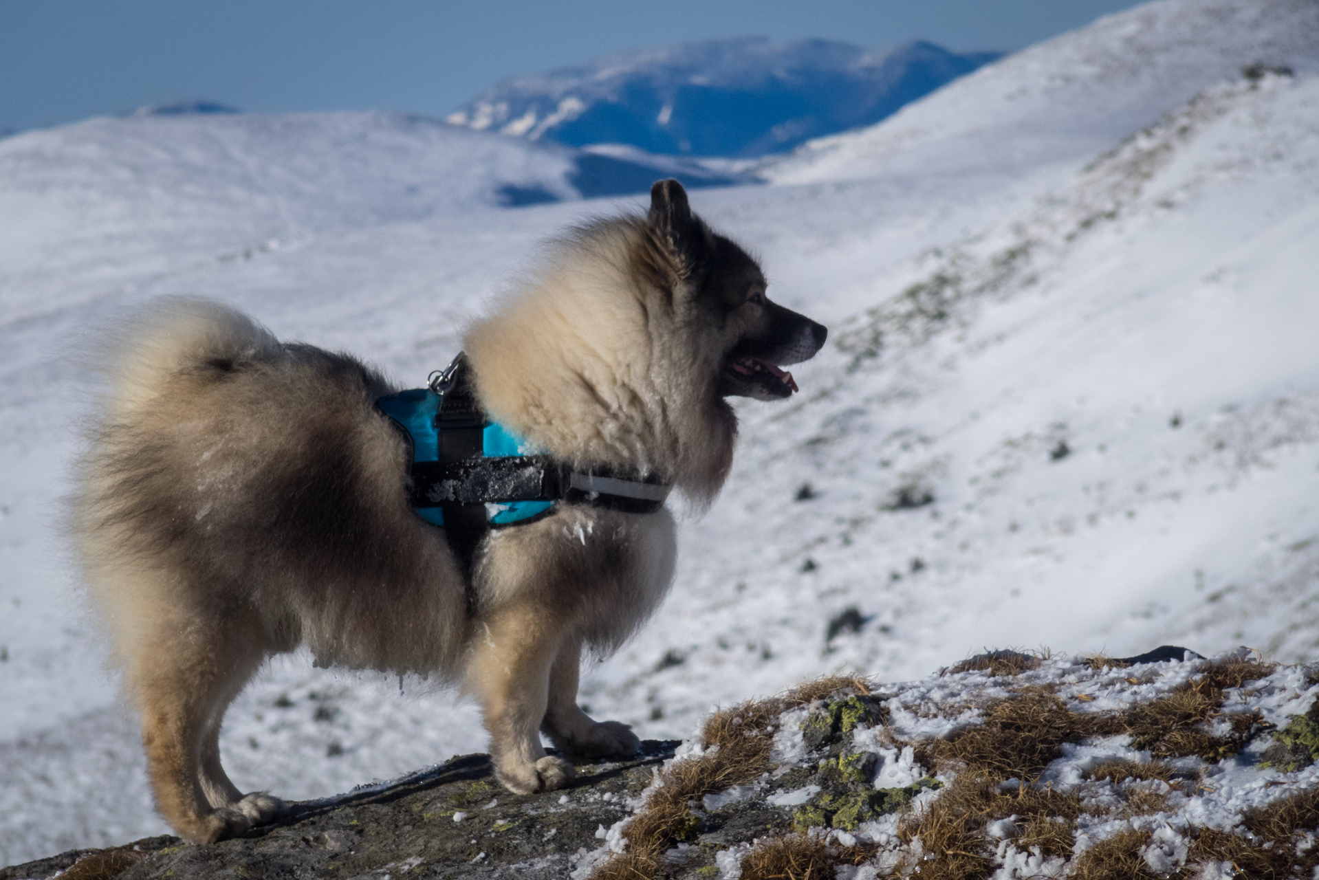 Kráľova hoľa zo Šumiaca (Nízke Tatry)