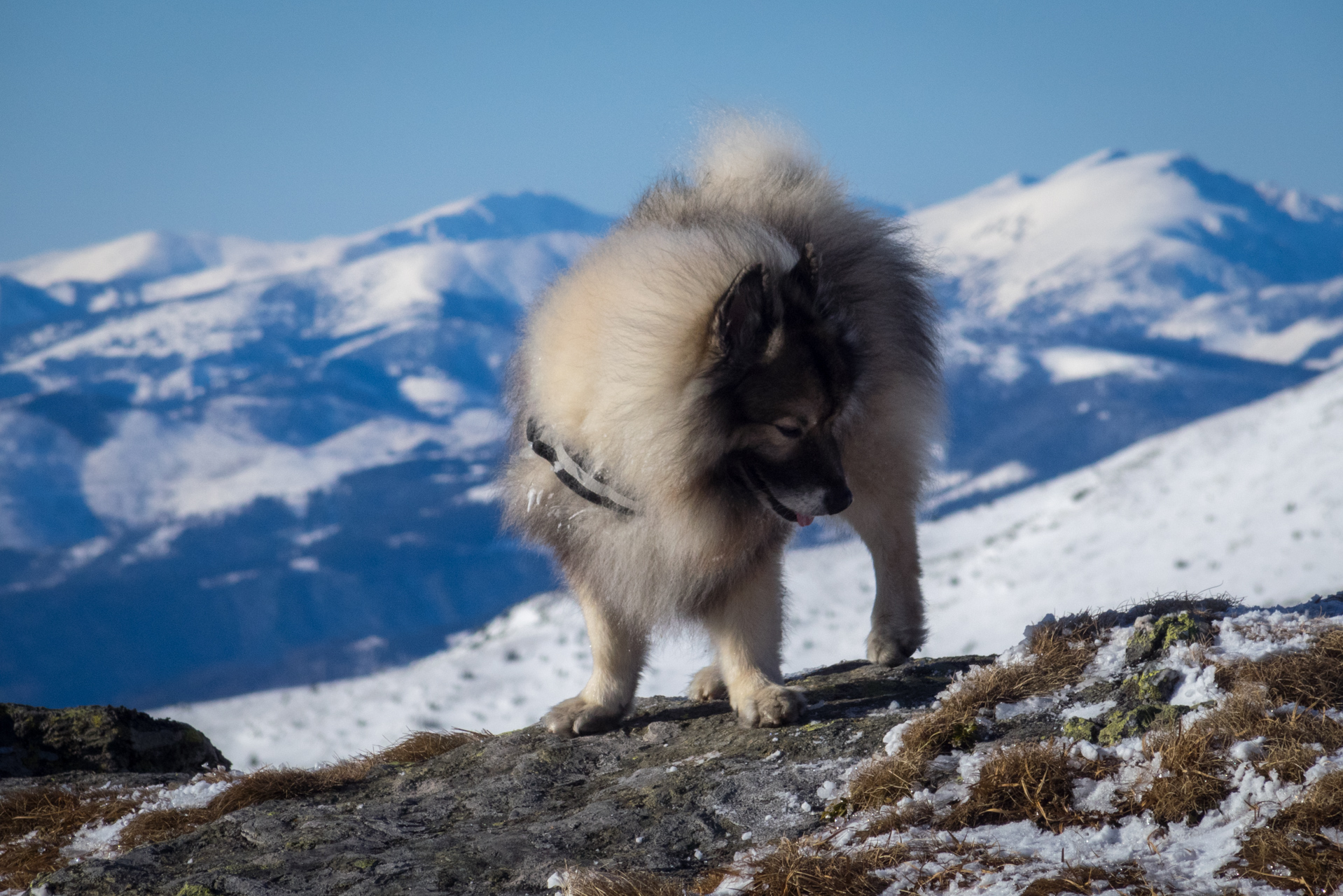 Kráľova hoľa zo Šumiaca (Nízke Tatry)