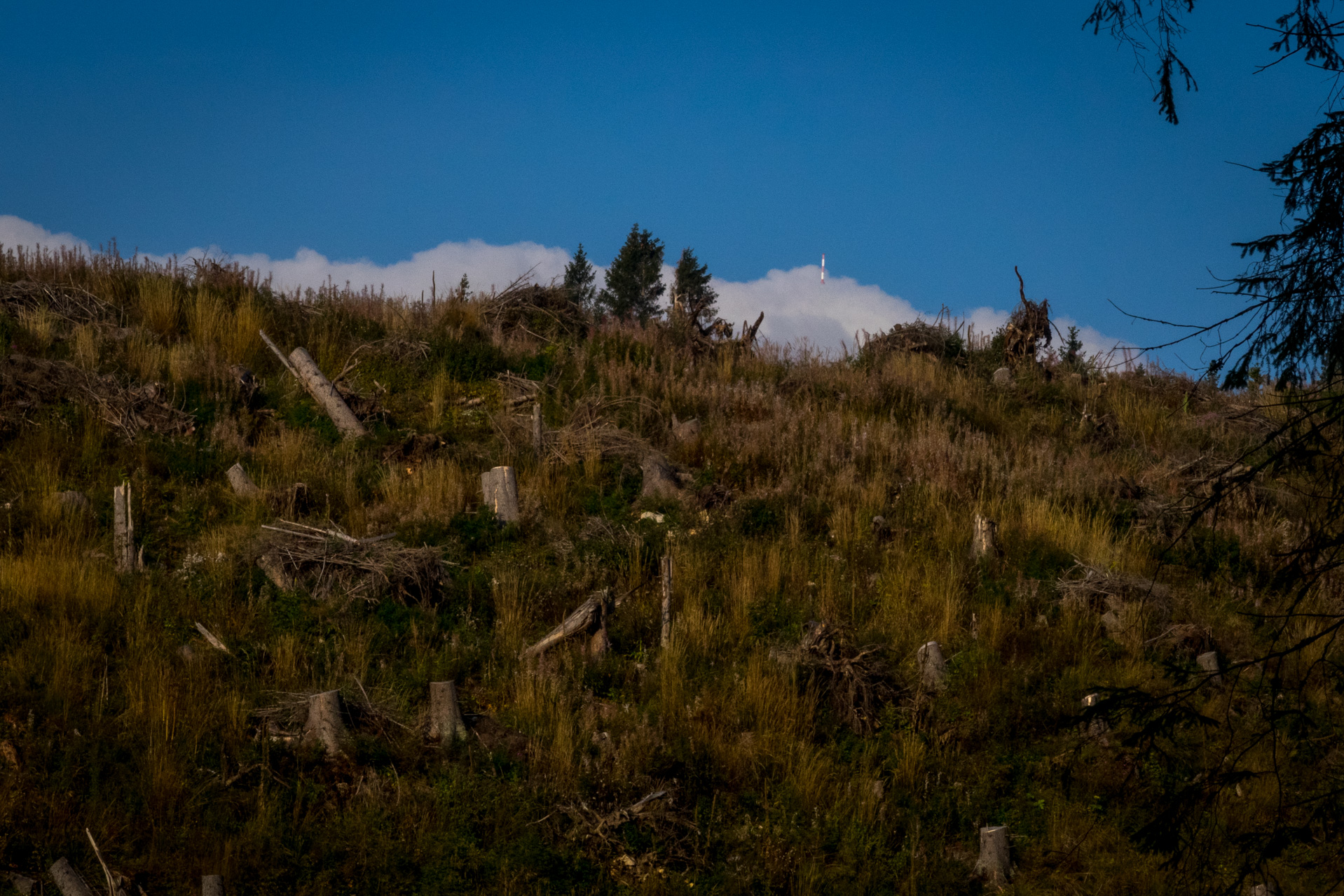 Martalúzka a Predná hoľa z Pustého poľa (Nízke Tatry)