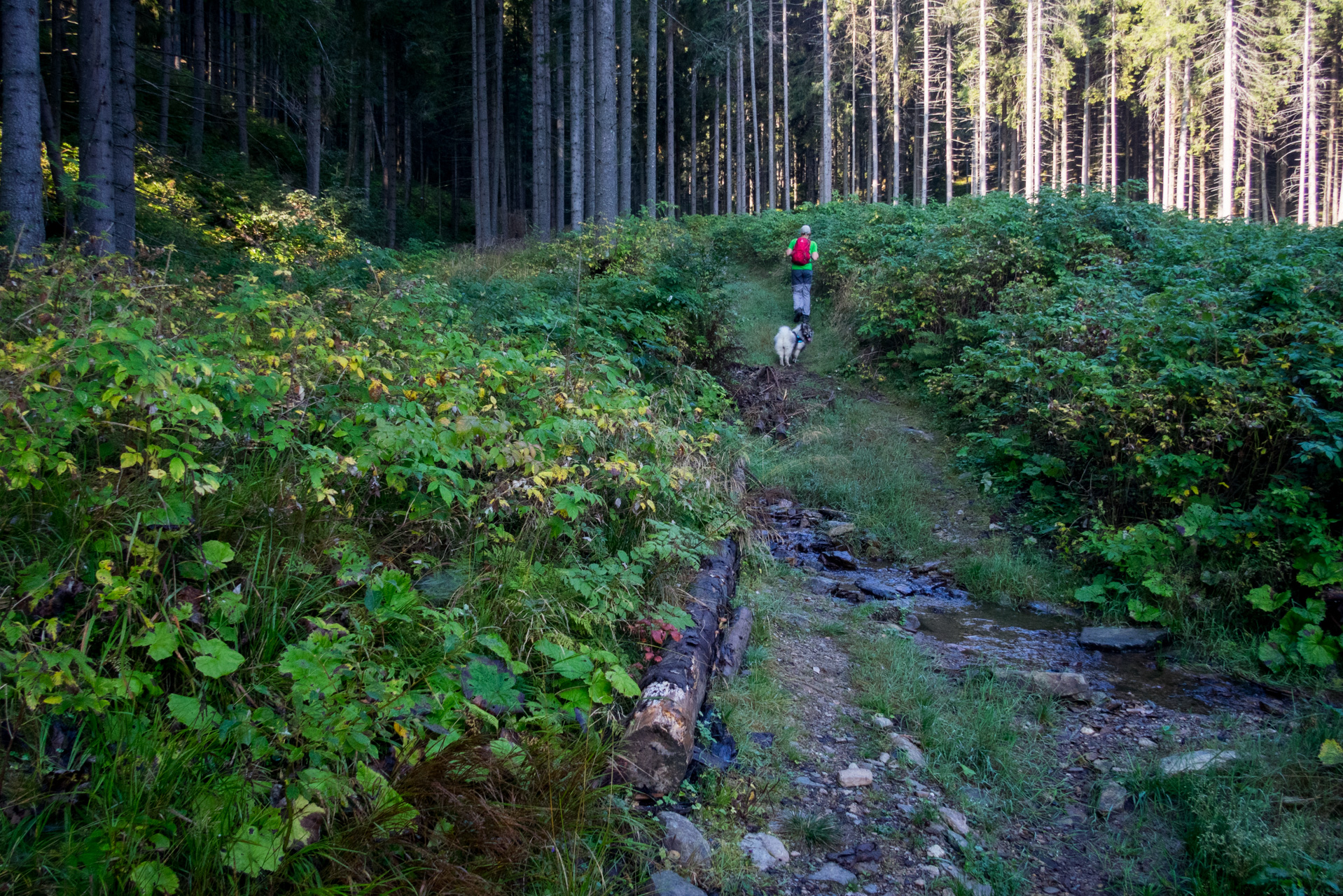 Martalúzka a Predná hoľa z Pustého poľa (Nízke Tatry)