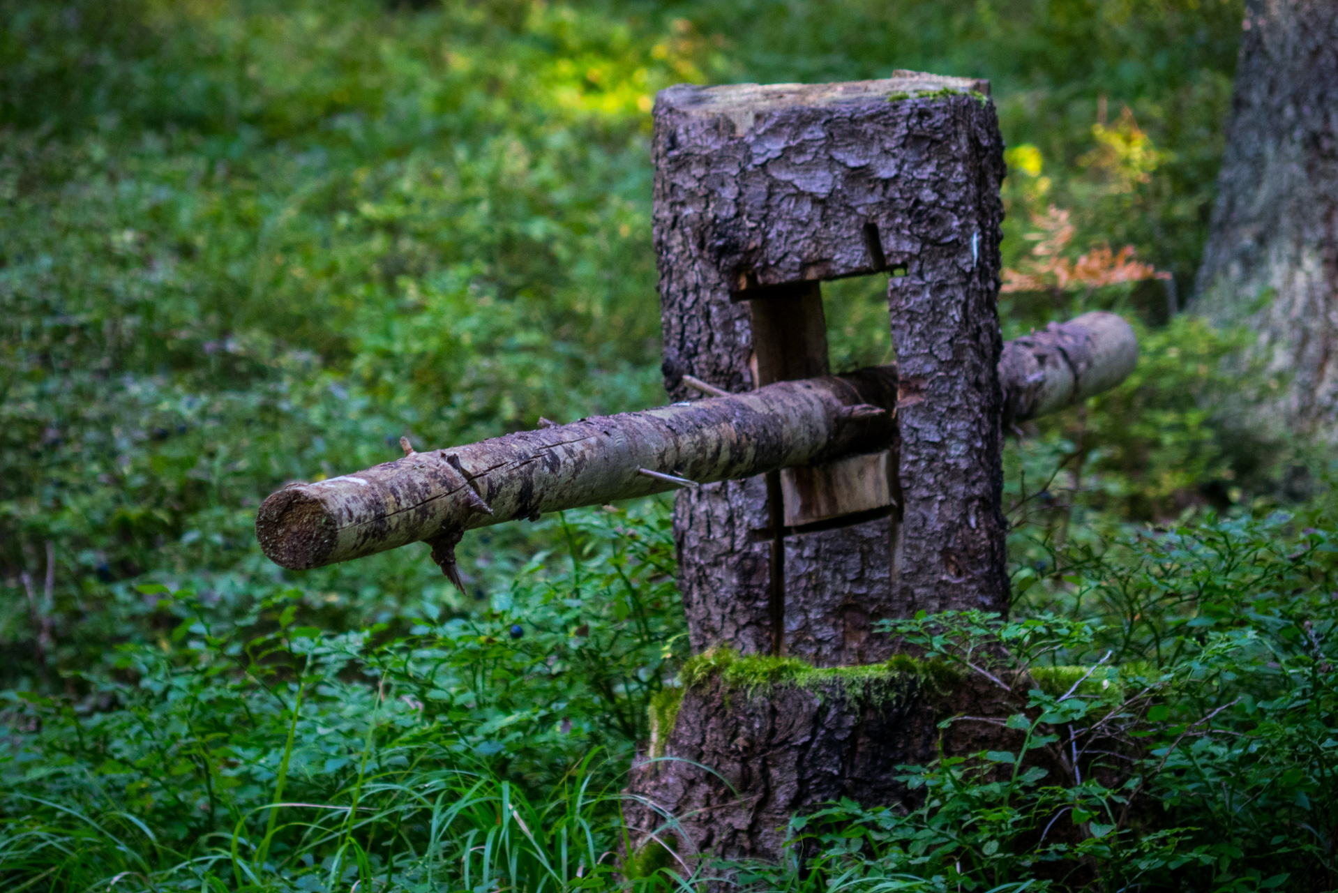 Martalúzka a Predná hoľa z Pustého poľa (Nízke Tatry)