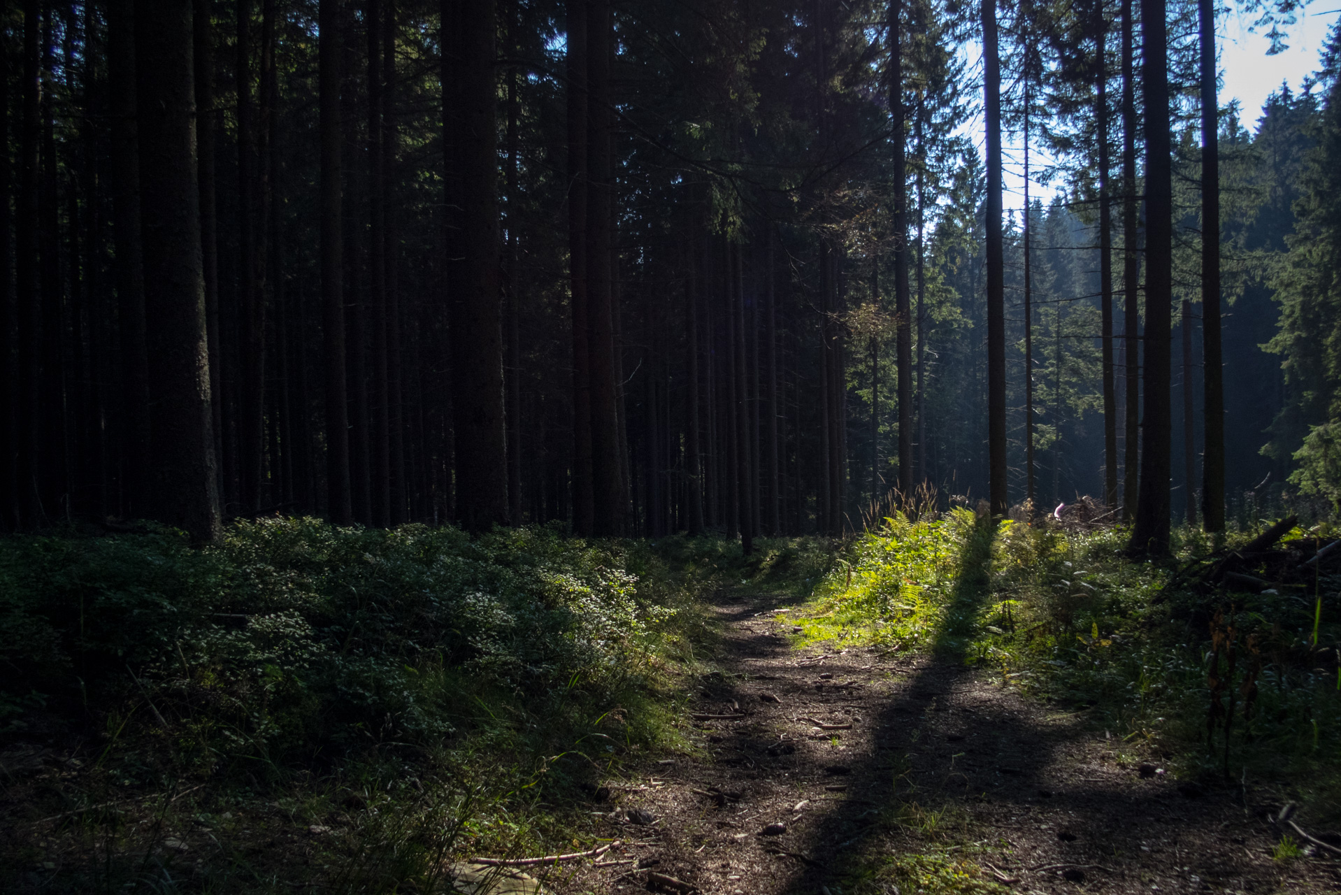 Martalúzka a Predná hoľa z Pustého poľa (Nízke Tatry)