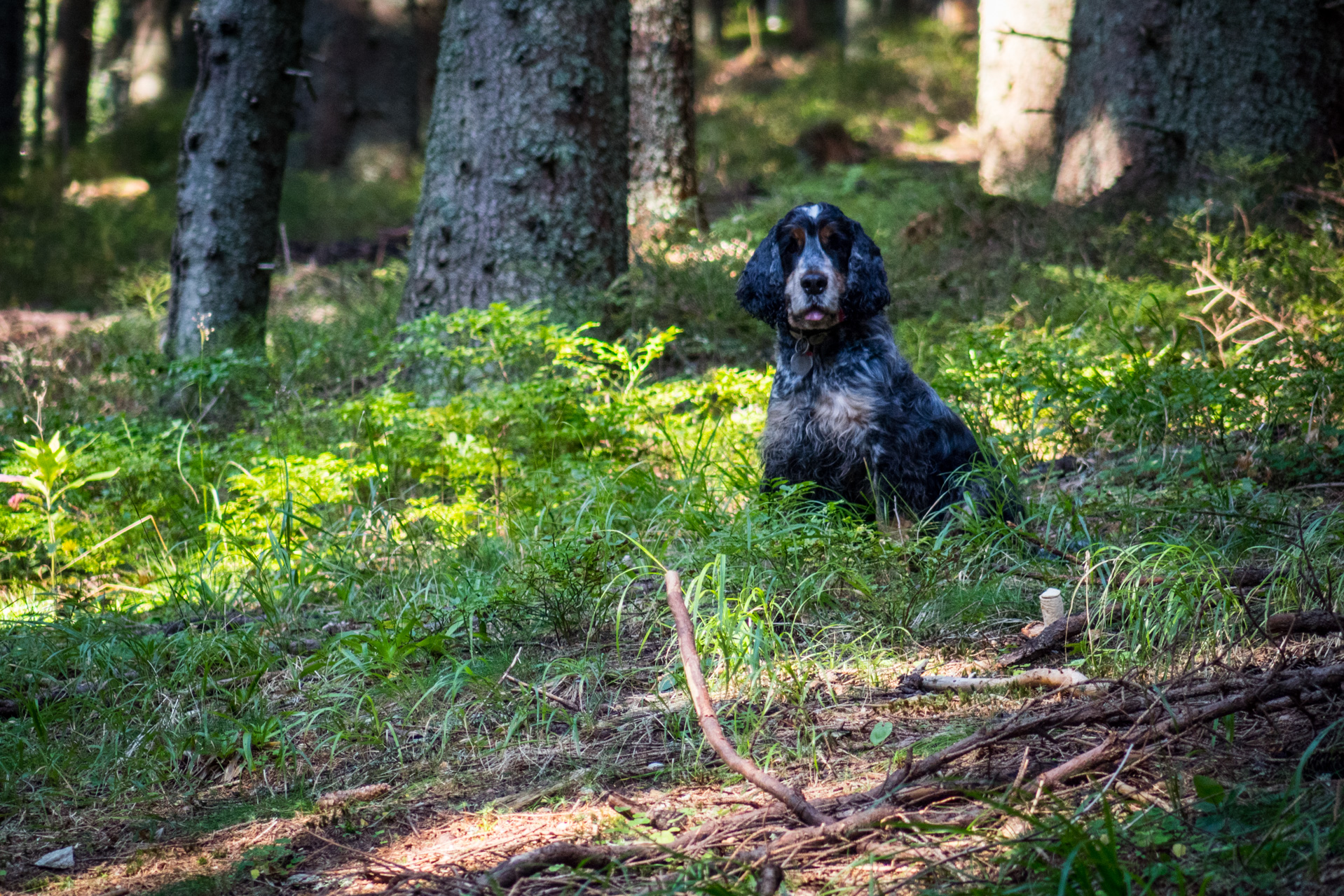 Martalúzka a Predná hoľa z Pustého poľa (Nízke Tatry)