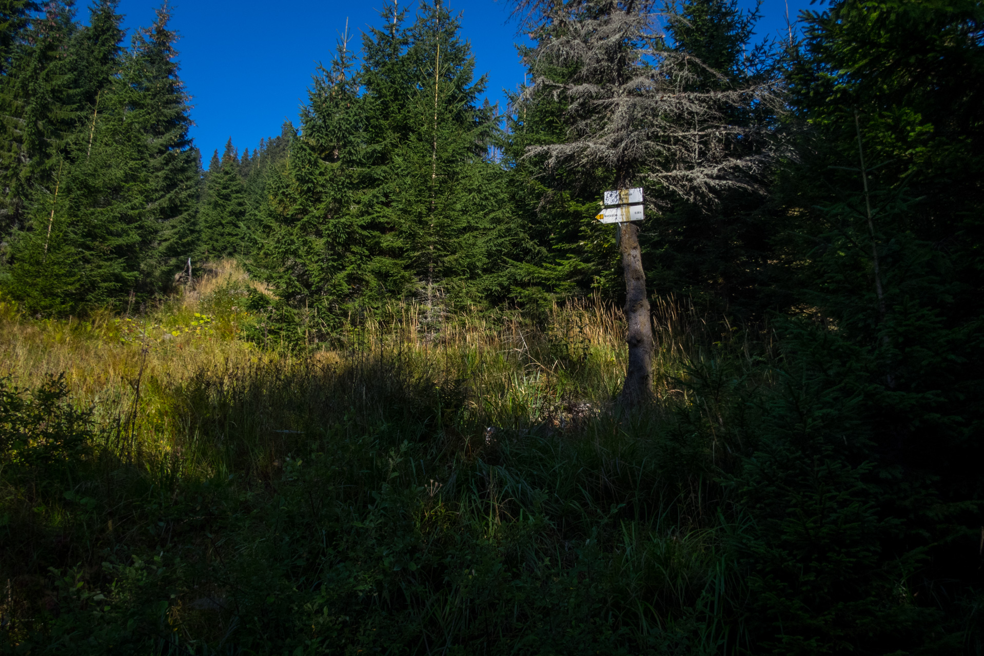 Martalúzka a Predná hoľa z Pustého poľa (Nízke Tatry)