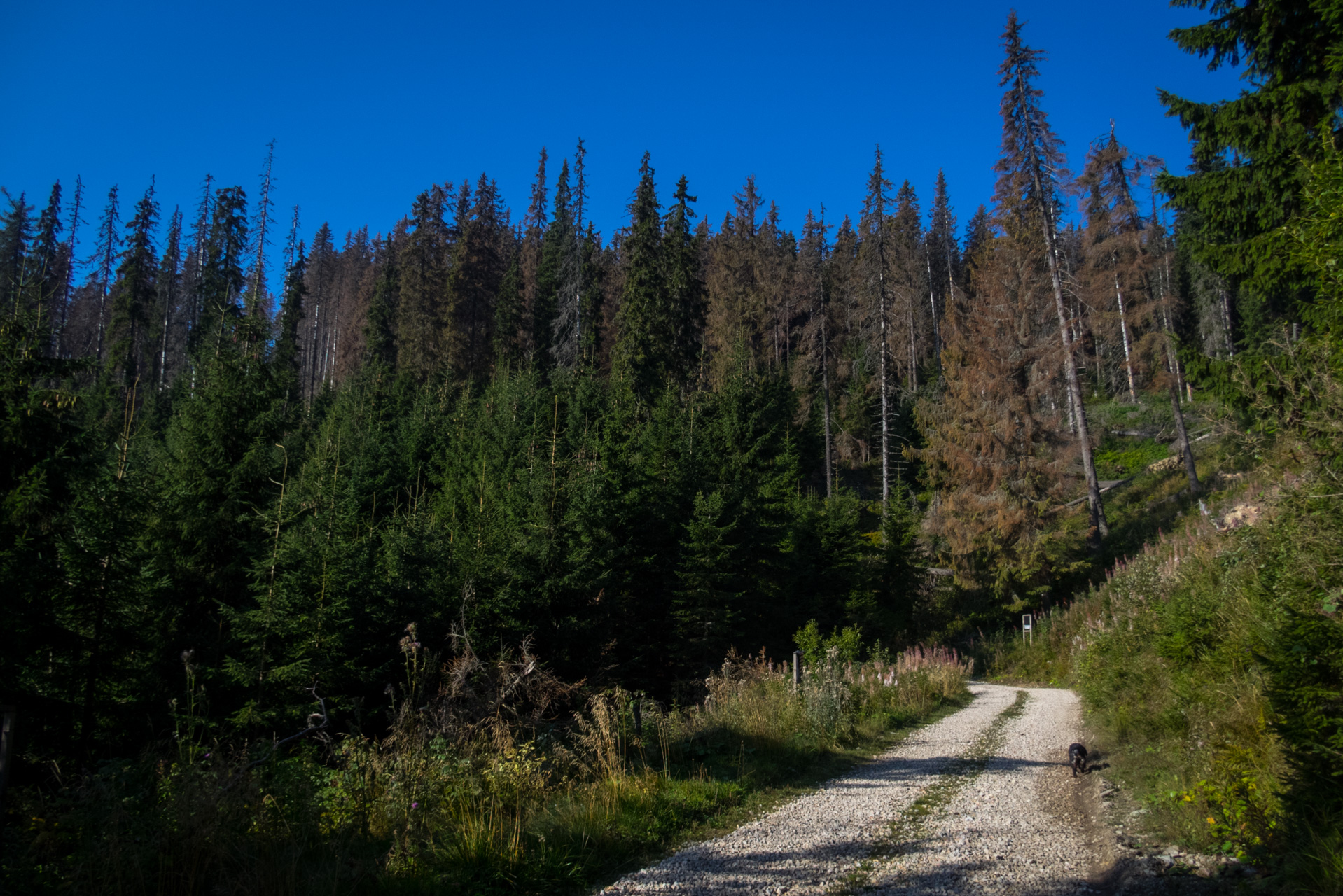 Martalúzka a Predná hoľa z Pustého poľa (Nízke Tatry)