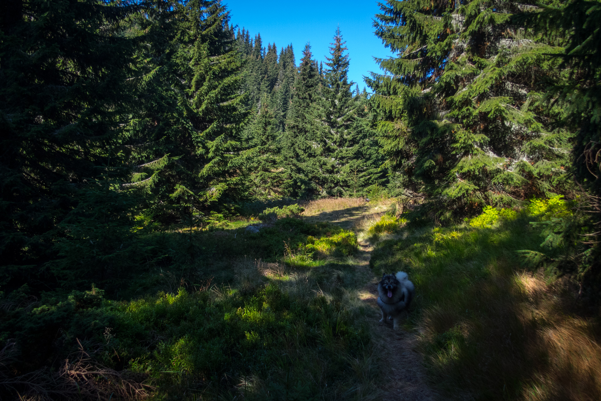 Martalúzka a Predná hoľa z Pustého poľa (Nízke Tatry)