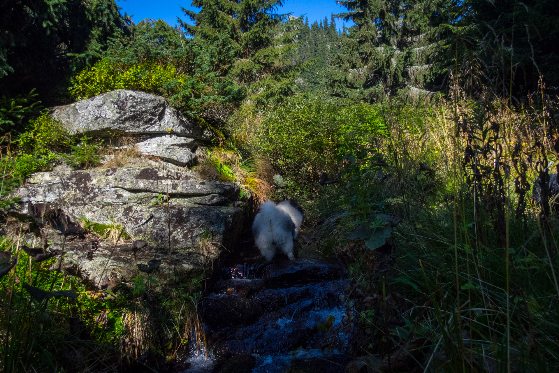 Martalúzka a Predná hoľa z Pustého poľa (Nízke Tatry)