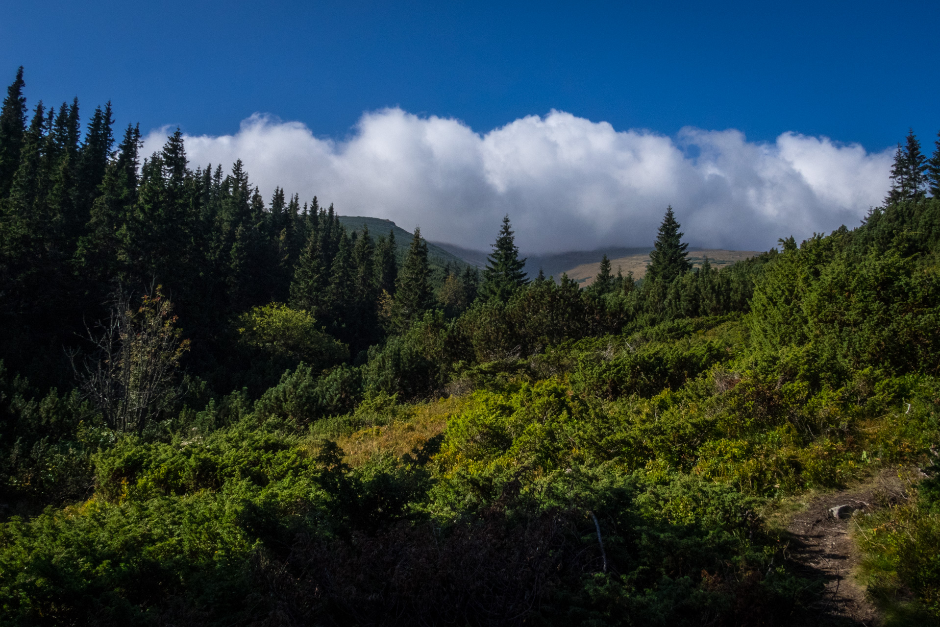 Martalúzka a Predná hoľa z Pustého poľa (Nízke Tatry)