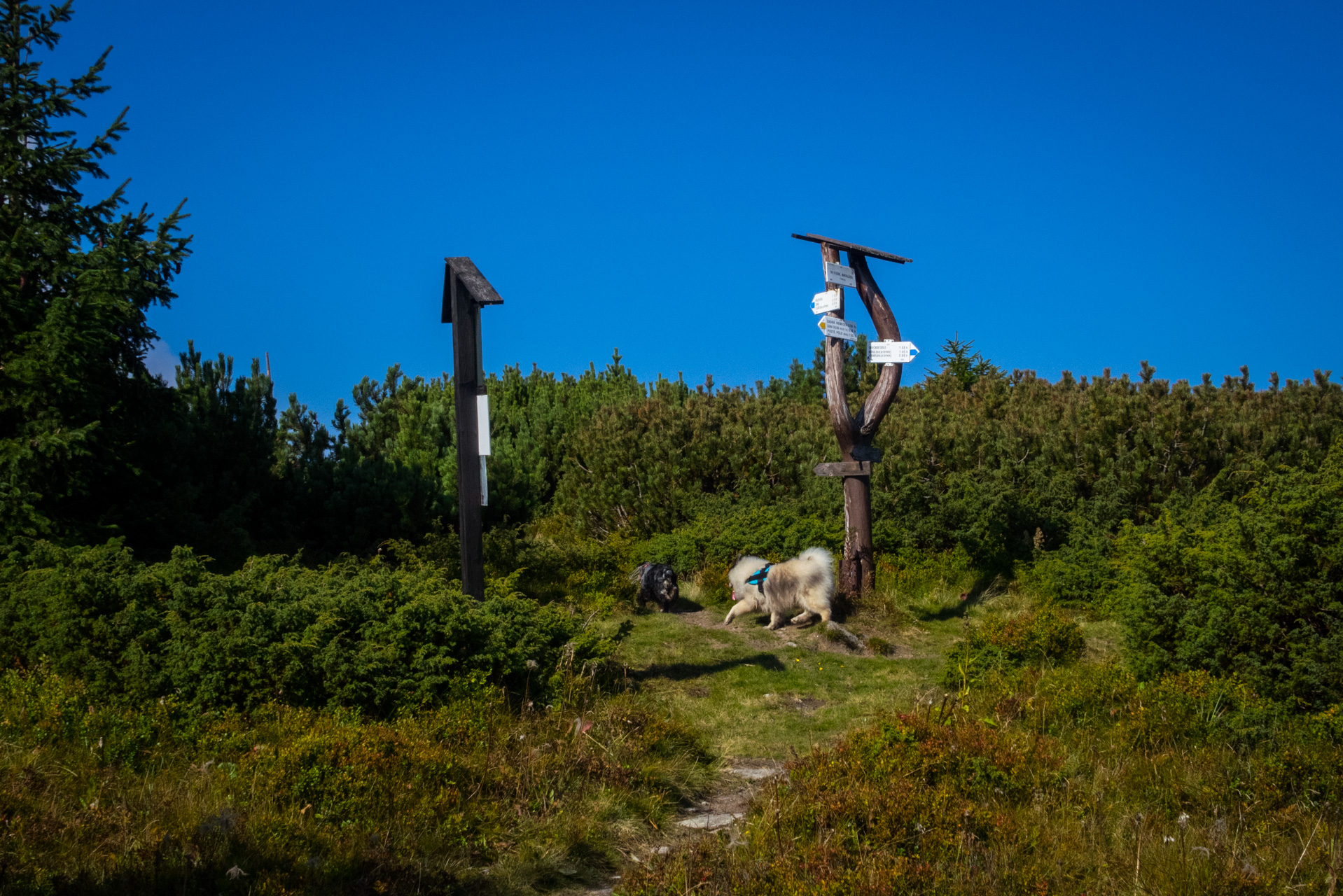 Martalúzka a Predná hoľa z Pustého poľa (Nízke Tatry)