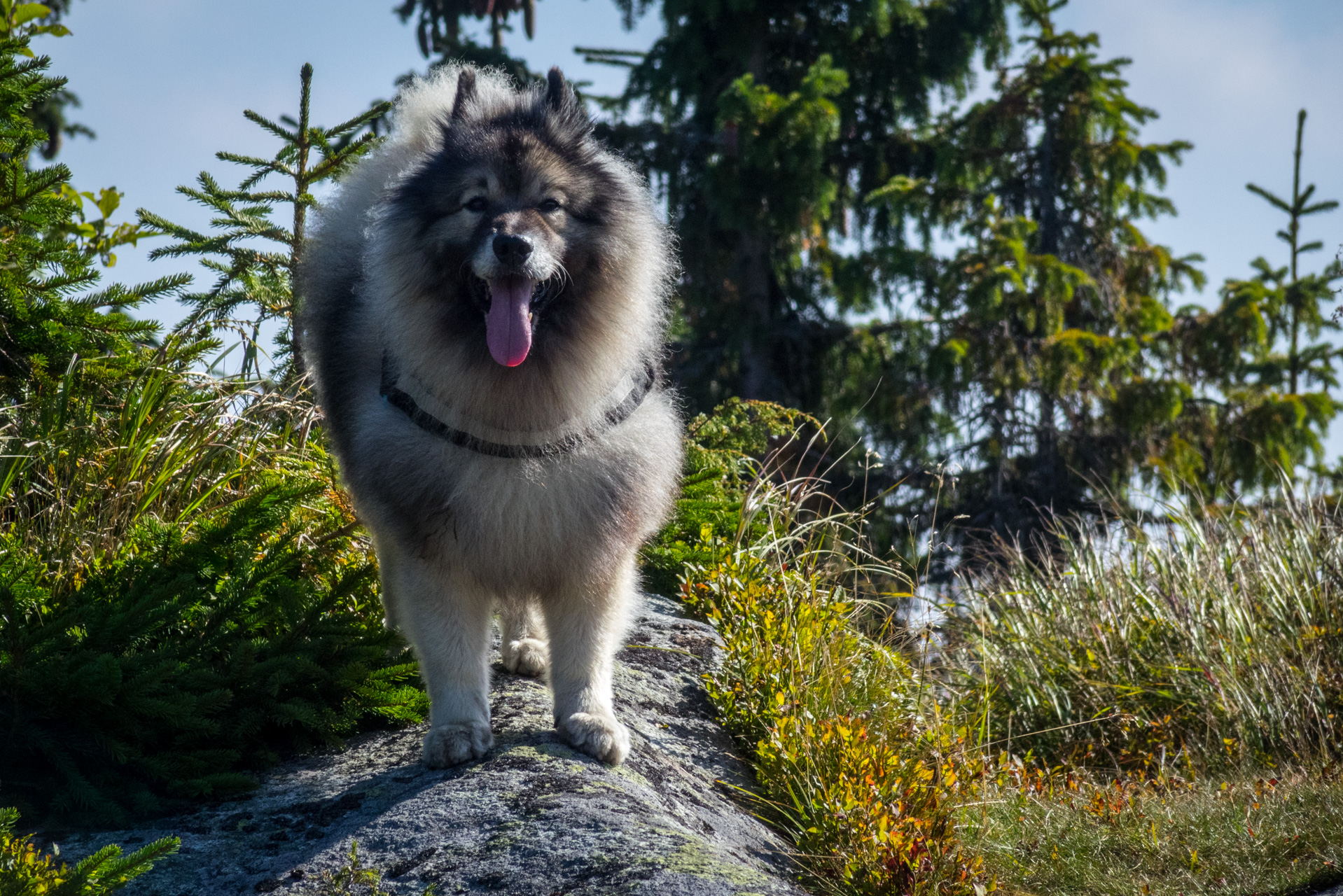 Martalúzka a Predná hoľa z Pustého poľa (Nízke Tatry)