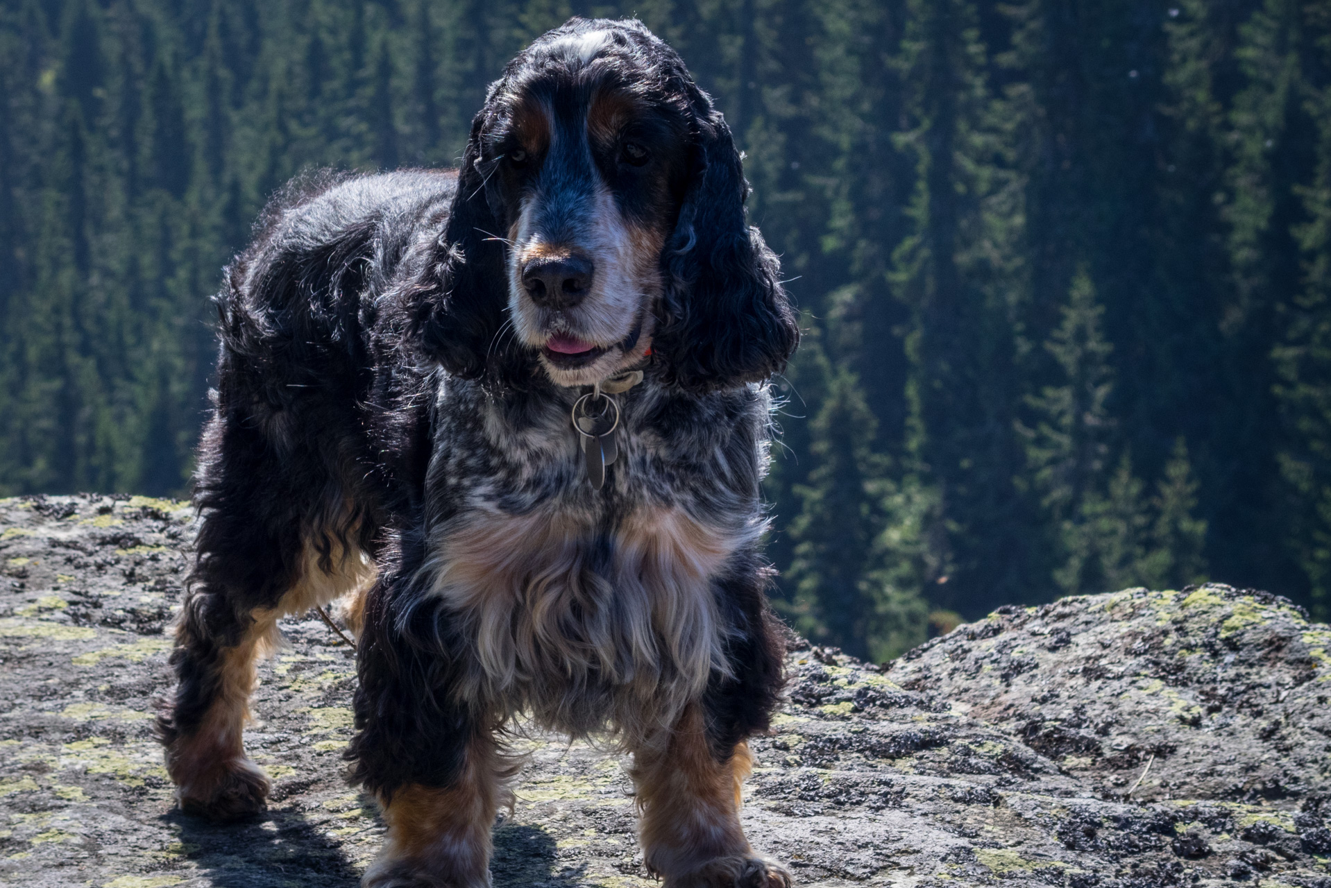 Martalúzka a Predná hoľa z Pustého poľa (Nízke Tatry)