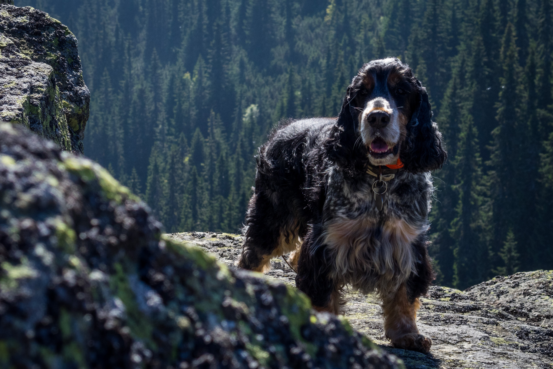 Martalúzka a Predná hoľa z Pustého poľa (Nízke Tatry)