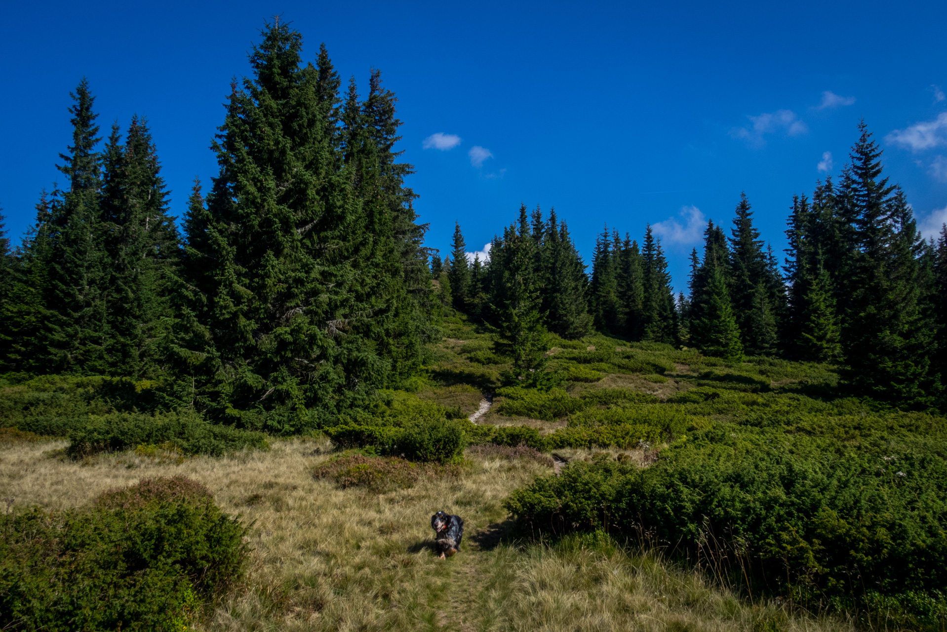 Martalúzka a Predná hoľa z Pustého poľa (Nízke Tatry)