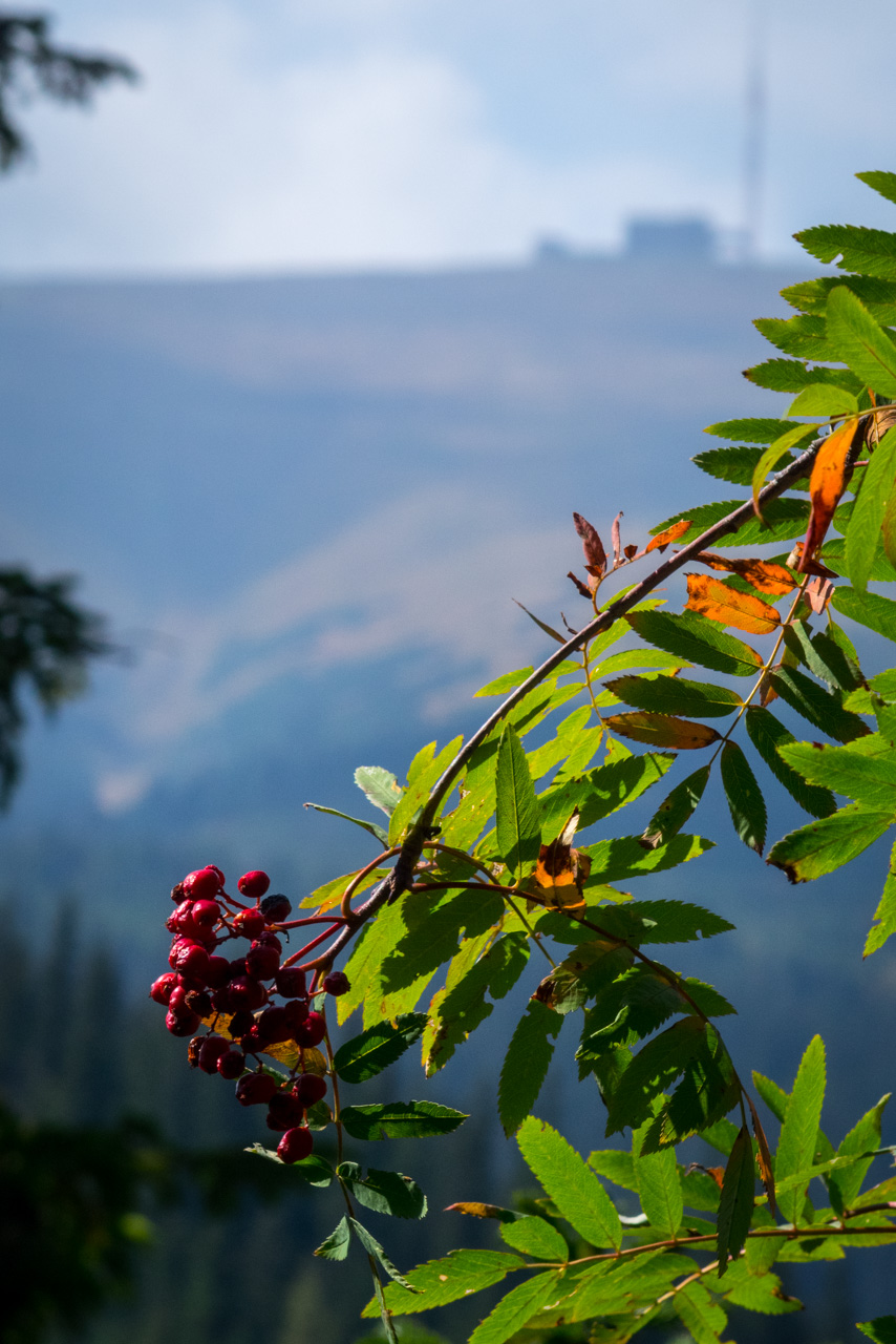 Martalúzka a Predná hoľa z Pustého poľa (Nízke Tatry)