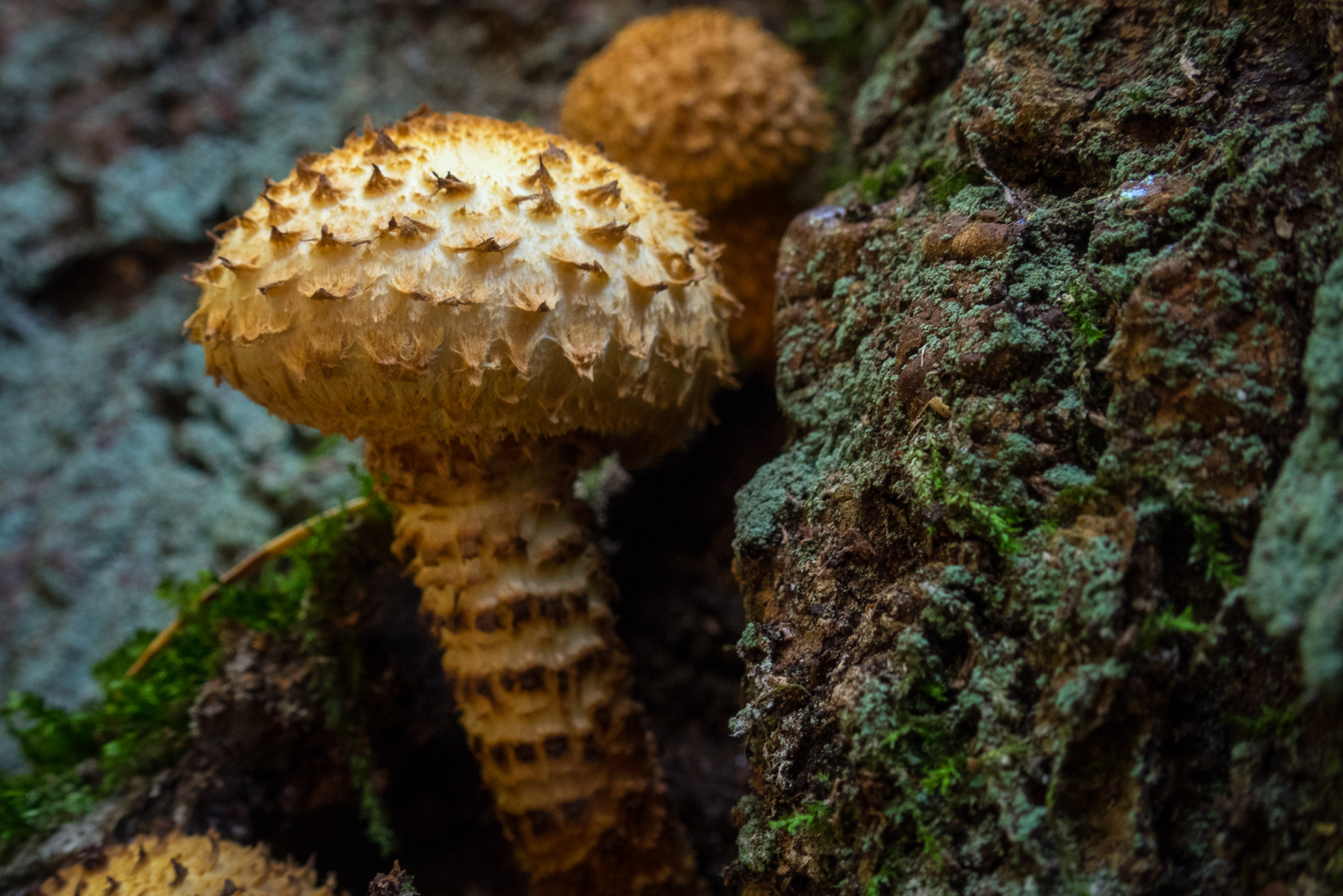 Martalúzka a Predná hoľa z Pustého poľa (Nízke Tatry)