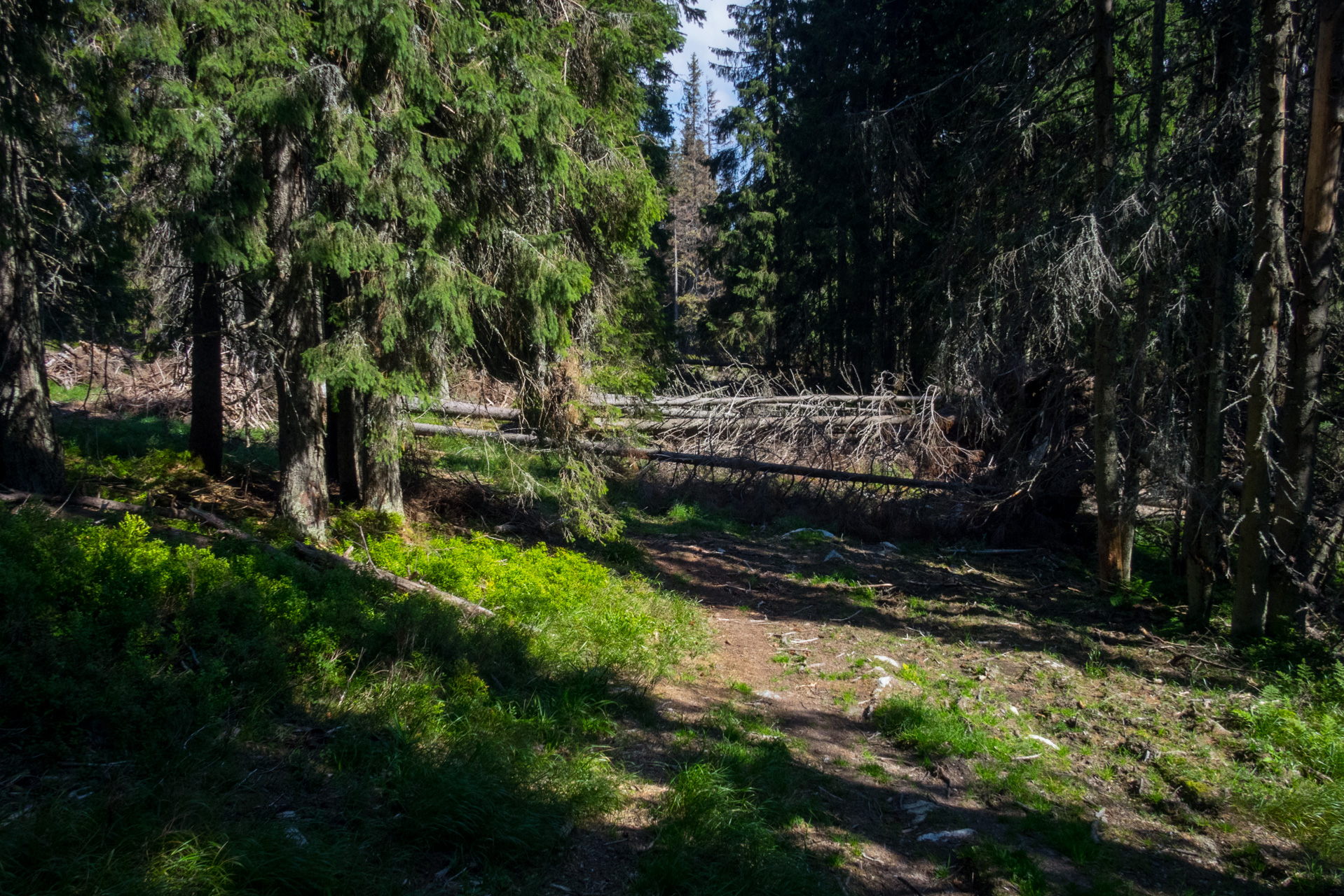 Martalúzka a Predná hoľa z Pustého poľa (Nízke Tatry)