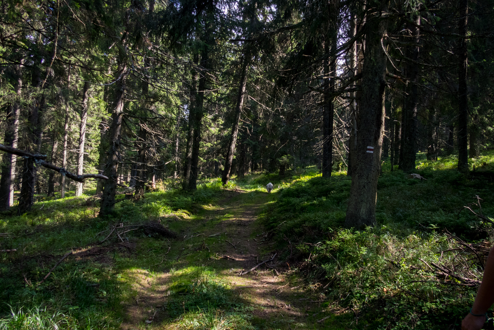 Martalúzka a Predná hoľa z Pustého poľa (Nízke Tatry)