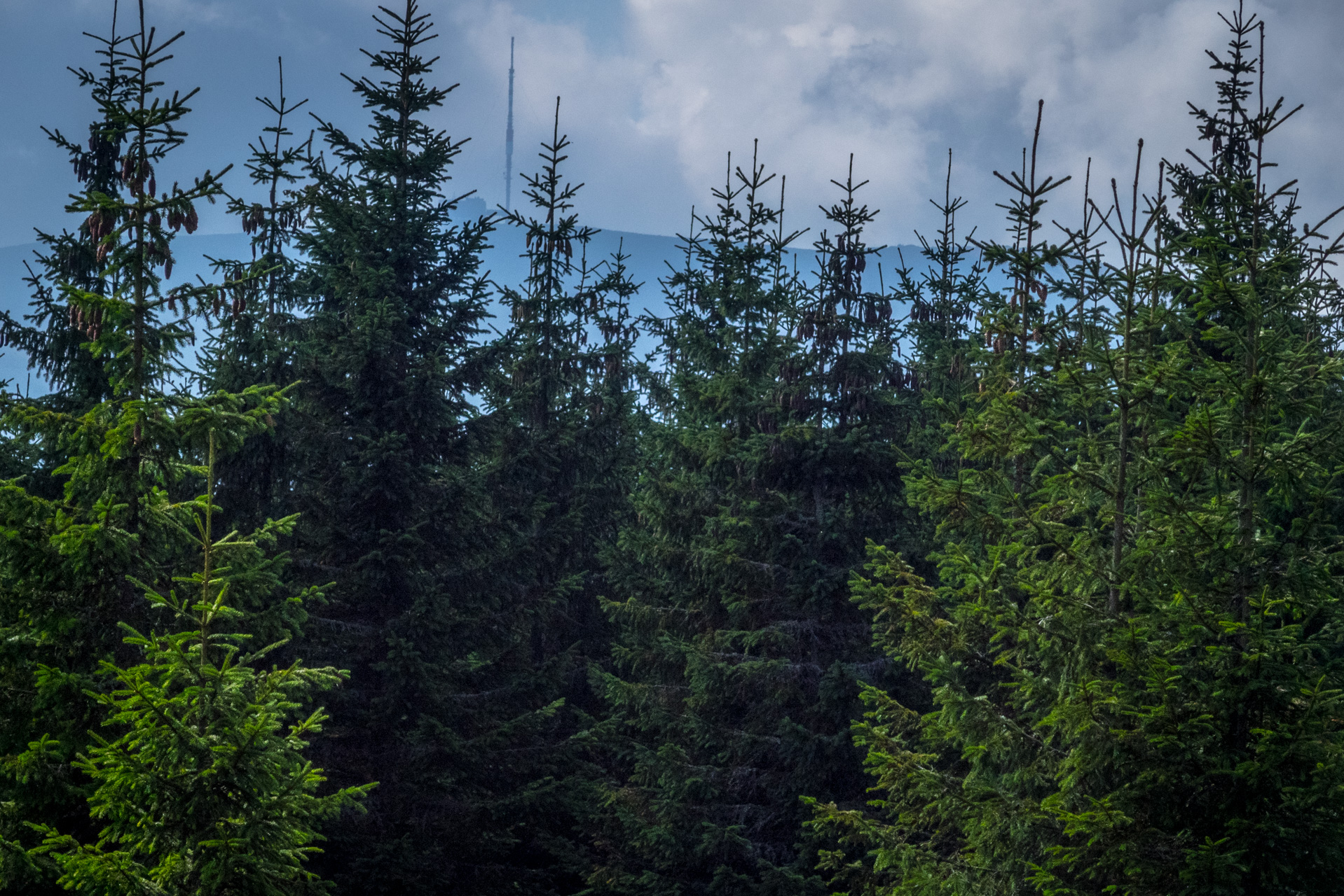 Martalúzka a Predná hoľa z Pustého poľa (Nízke Tatry)