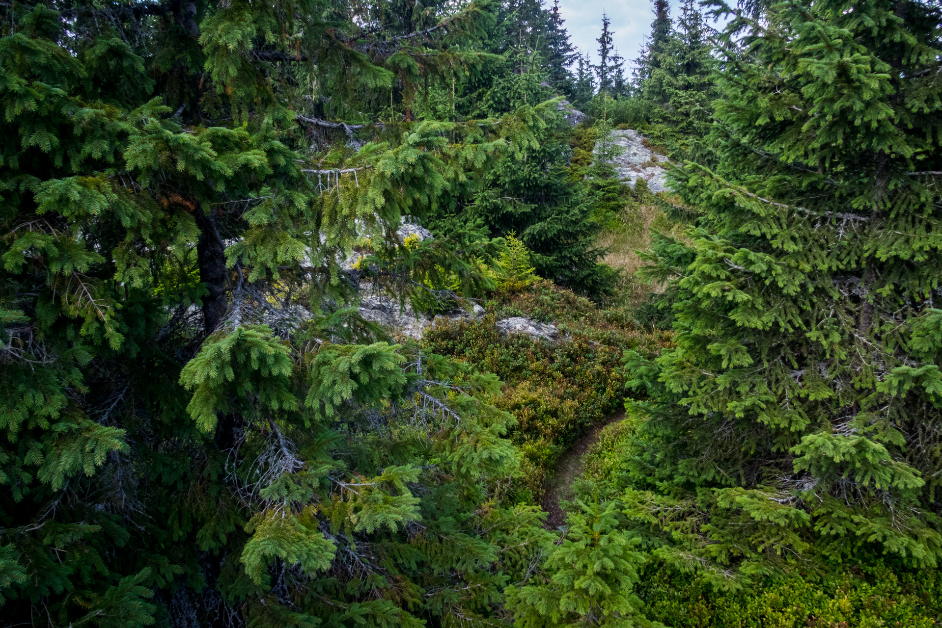 Martalúzka a Predná hoľa z Pustého poľa (Nízke Tatry)