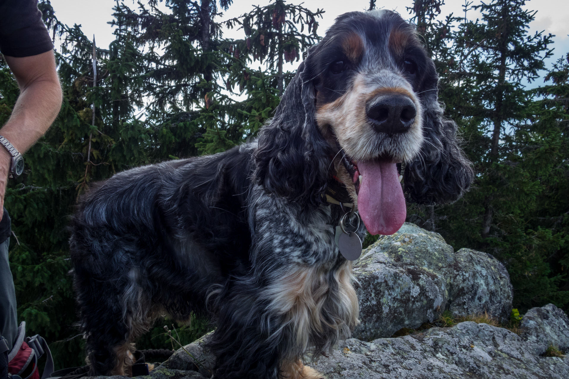 Martalúzka a Predná hoľa z Pustého poľa (Nízke Tatry)