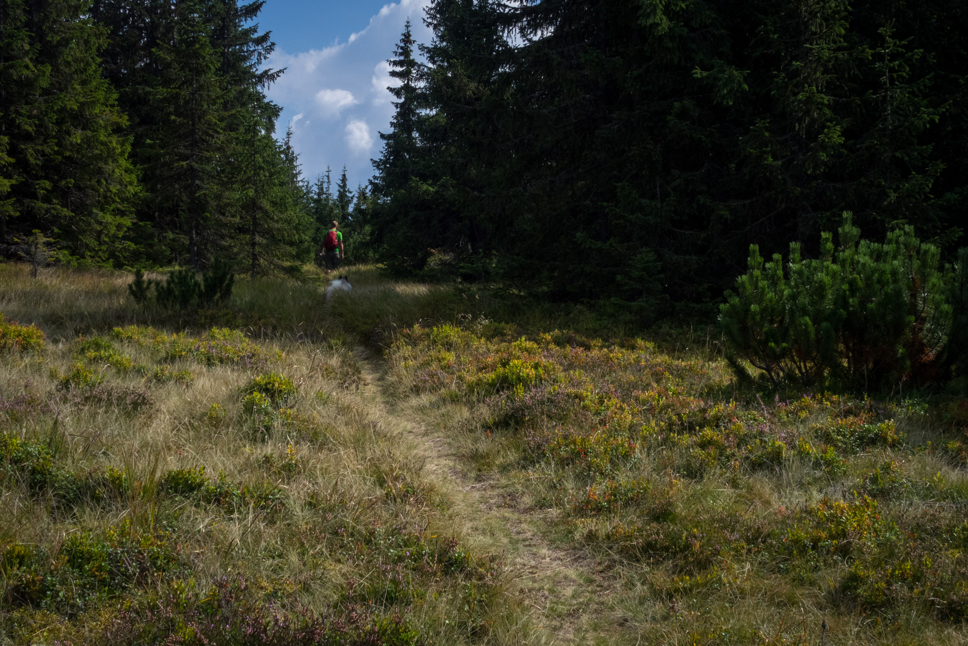 Martalúzka a Predná hoľa z Pustého poľa (Nízke Tatry)