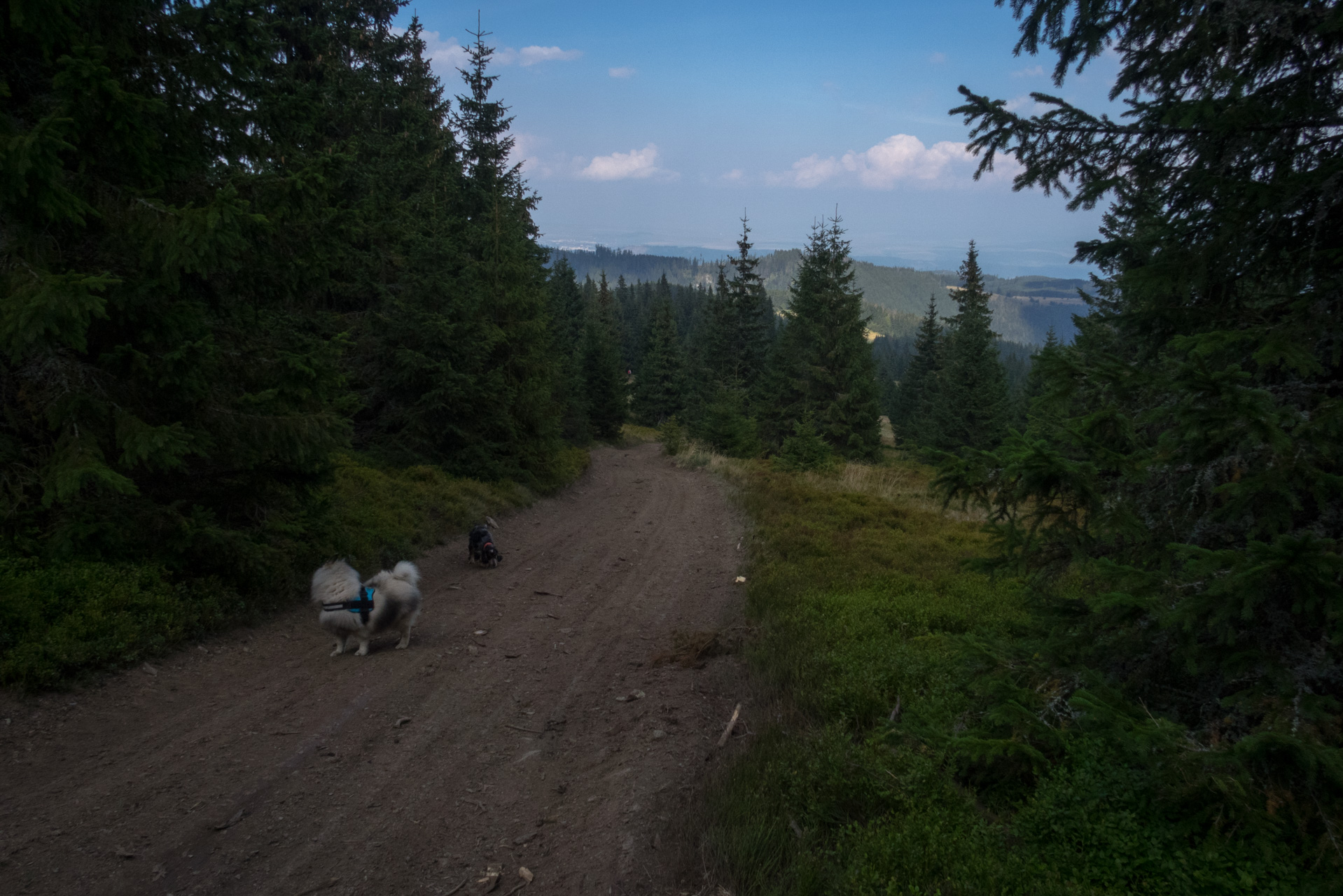 Martalúzka a Predná hoľa z Pustého poľa (Nízke Tatry)