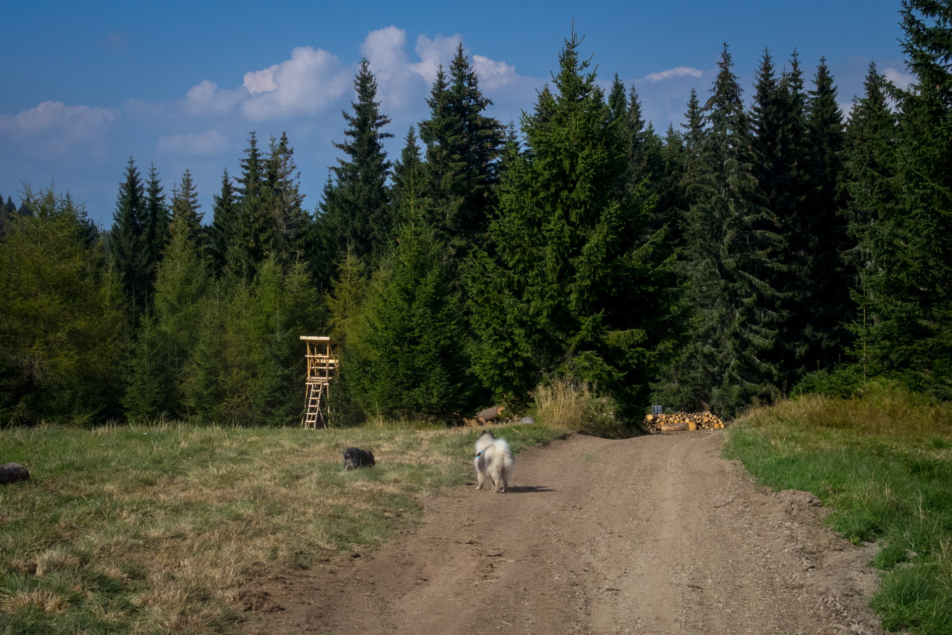 Martalúzka a Predná hoľa z Pustého poľa (Nízke Tatry)