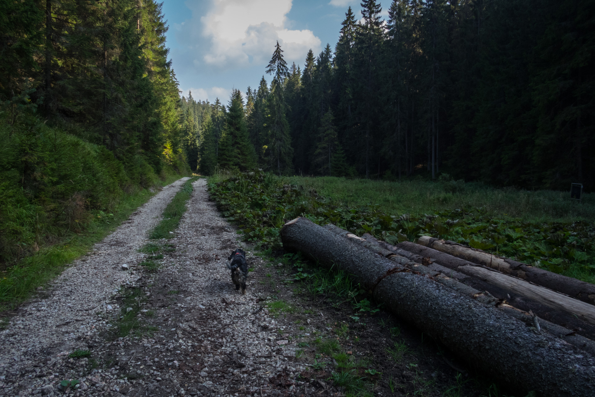 Martalúzka a Predná hoľa z Pustého poľa (Nízke Tatry)