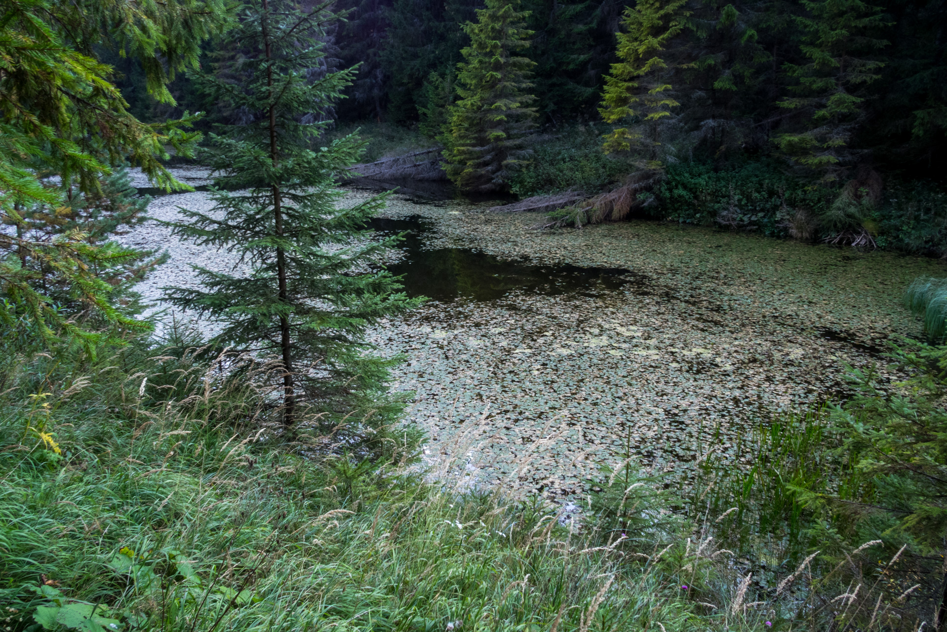 Martalúzka a Predná hoľa z Pustého poľa (Nízke Tatry)