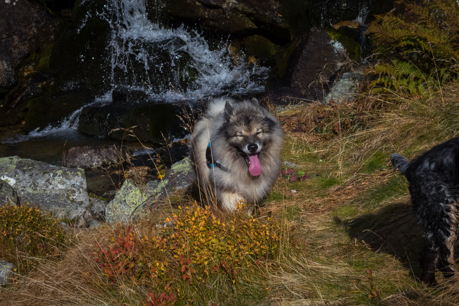 Otrhance z ATC Račkova dolina (Západné Tatry)