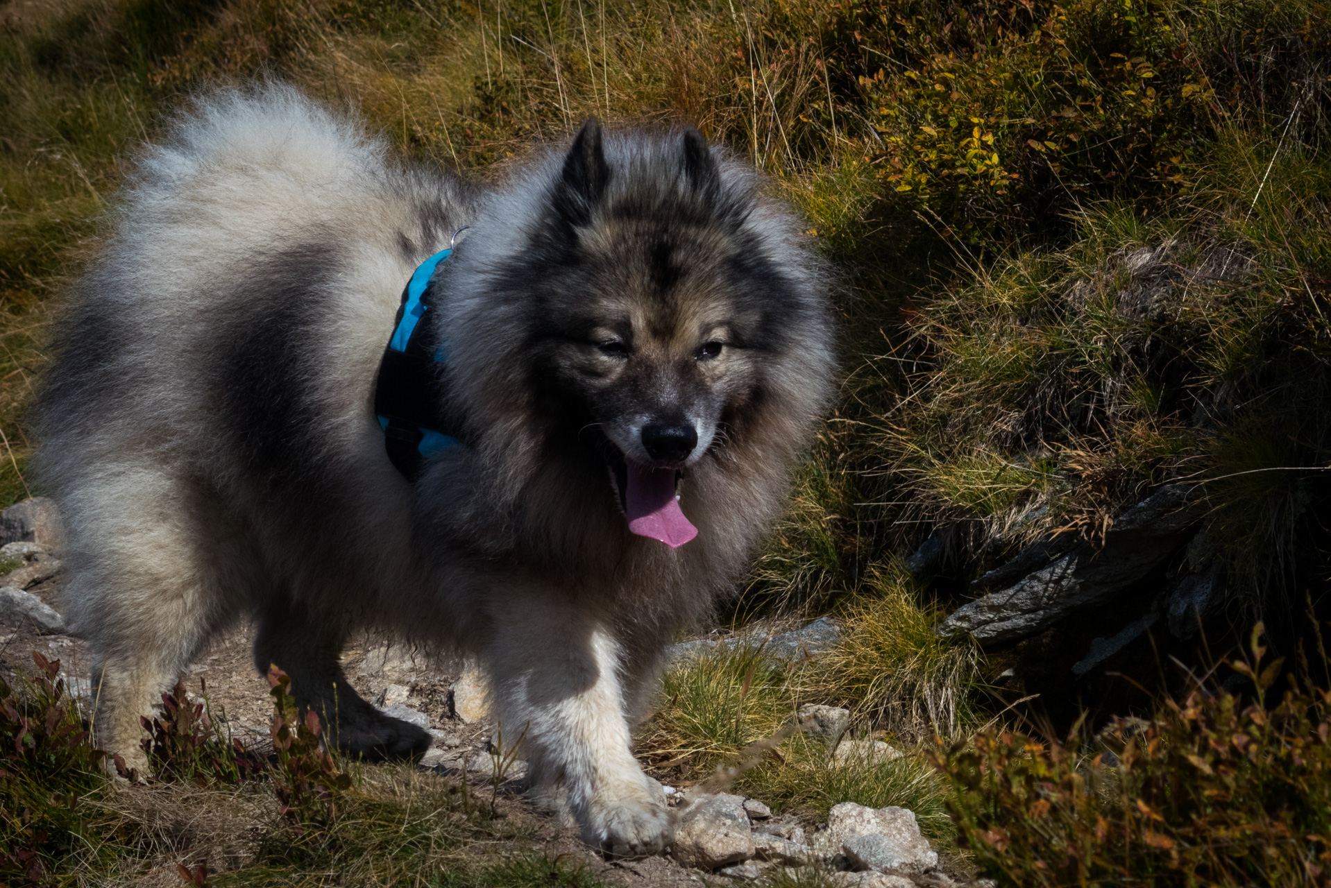 Otrhance z ATC Račkova dolina (Západné Tatry)